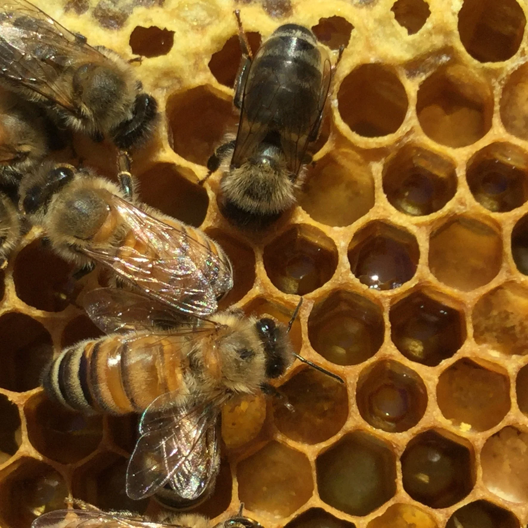 Honey Bees Herzfeld.jpeg