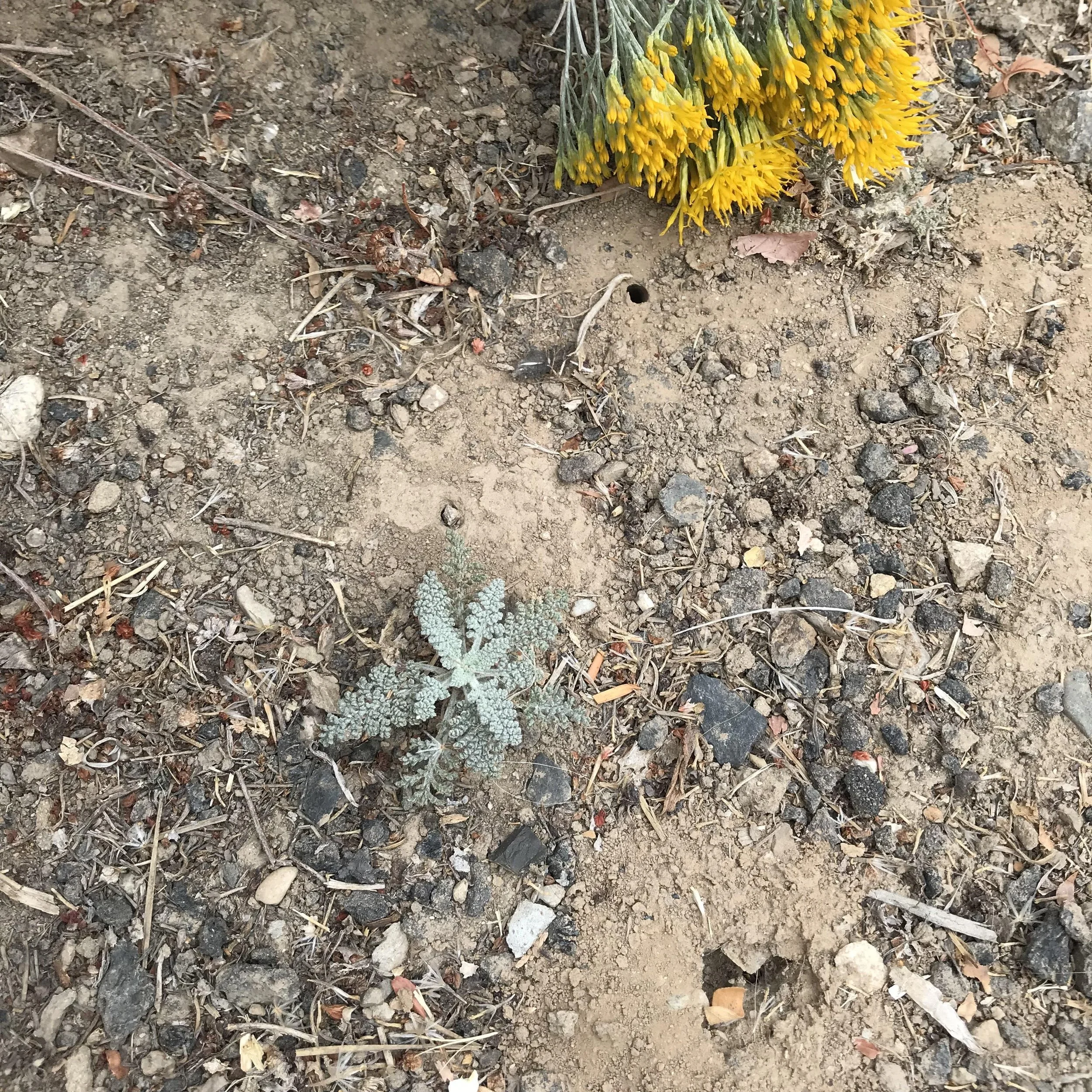 Native Bee hole2.jpeg