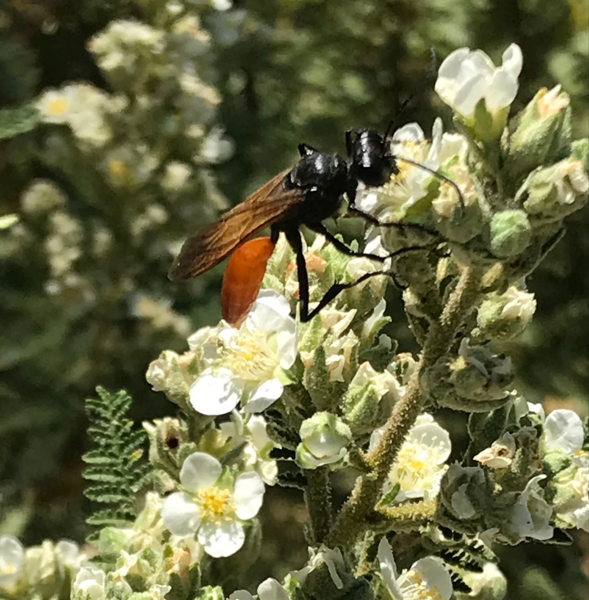 Thread Wasted Wasp, blk and red - Copy (2).JPG