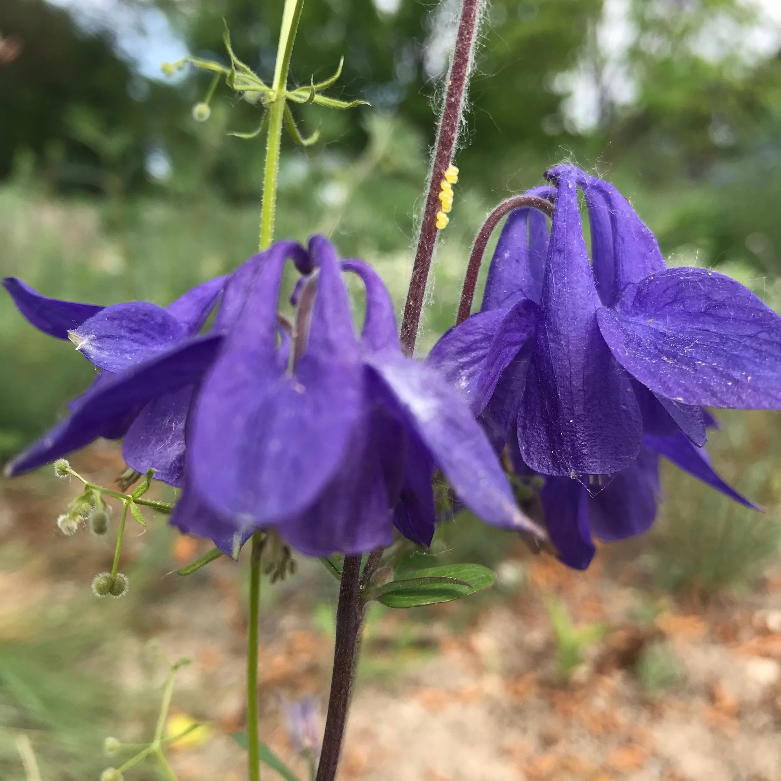 Eggs on Columbine.JPG
