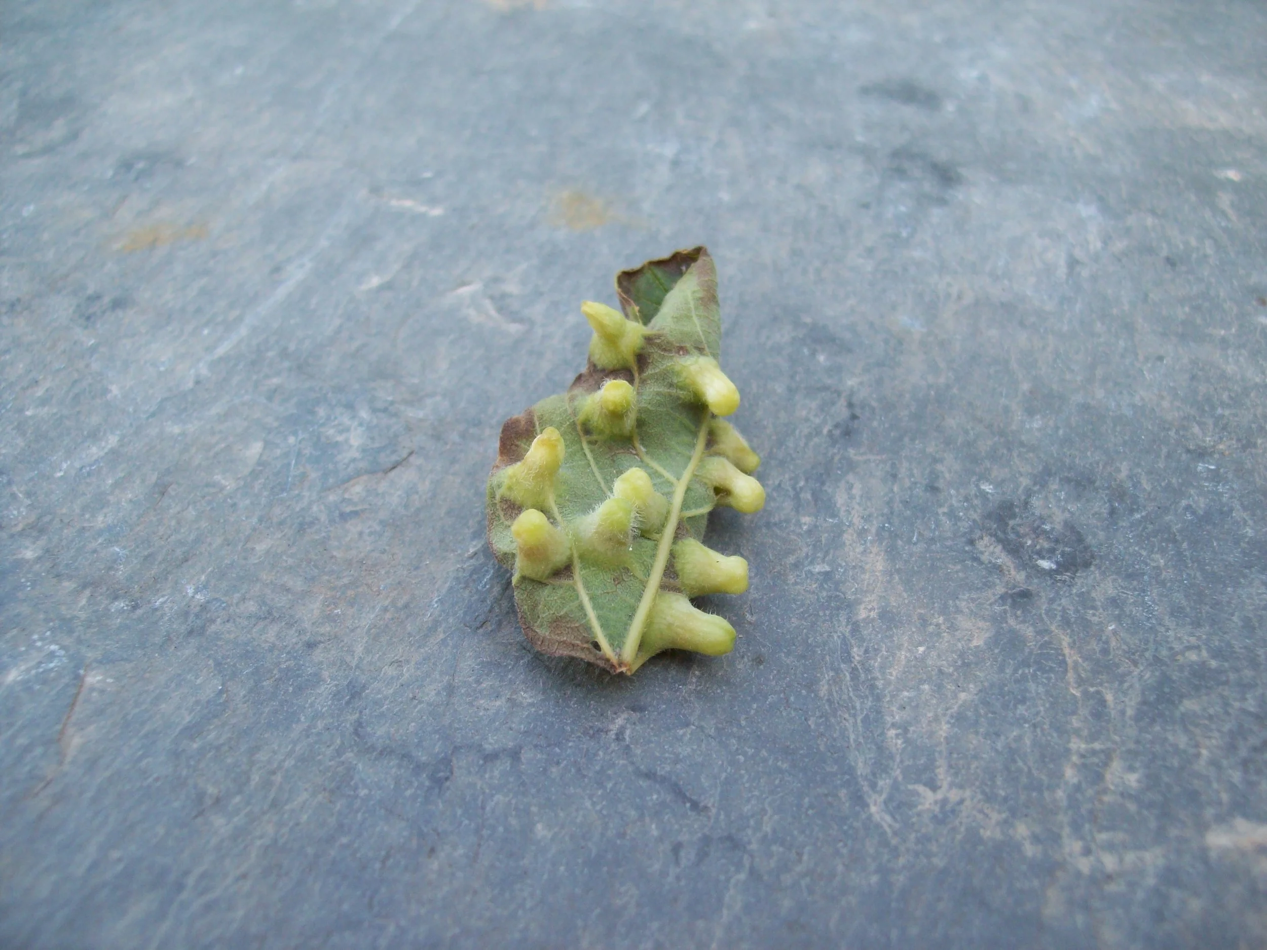 Hackberry gall 1.JPG