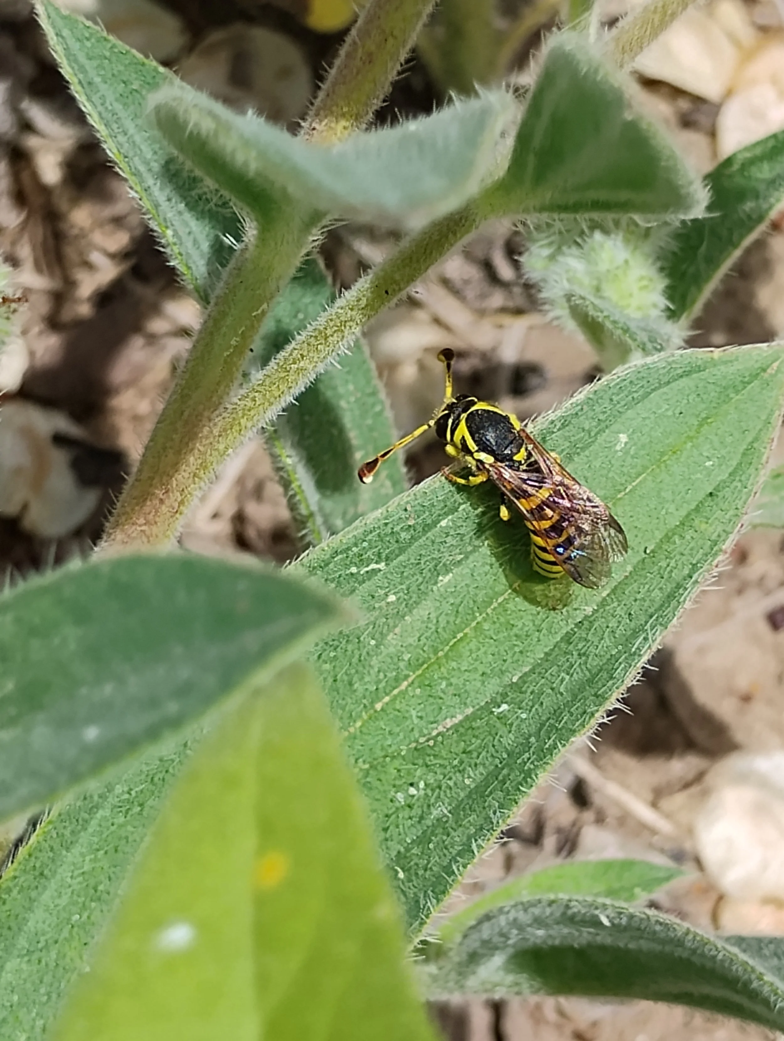 Pollen Wasp.jpg