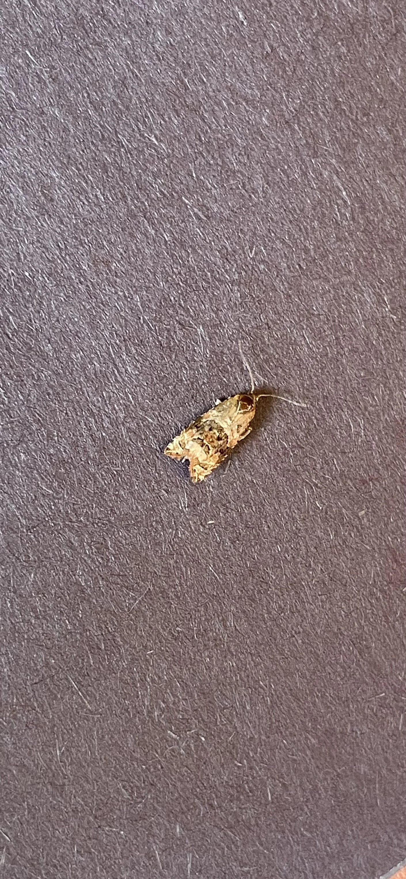 Hatched out Moth from greenhouse.jpeg