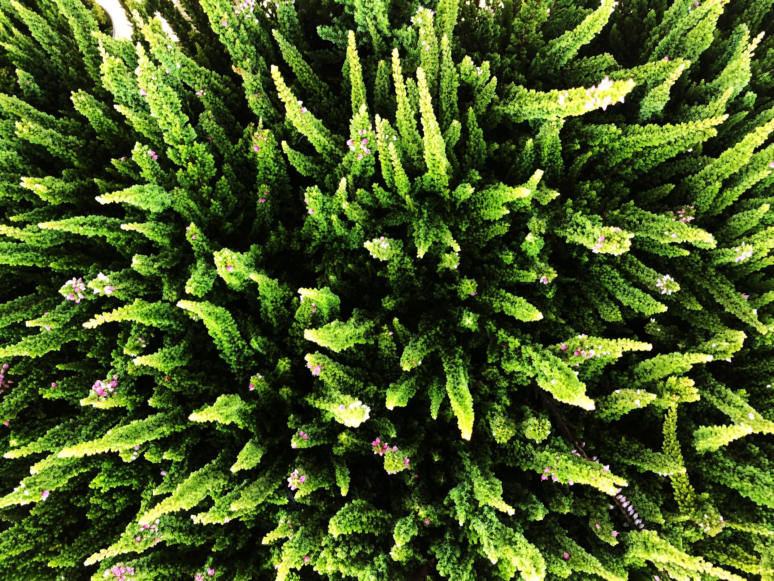 440D0904-94DE-43AA-8EA0-C09D9A19420E.jpeg
