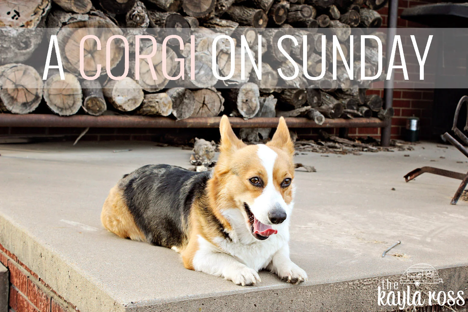 A CORGI ON SUNDAY
