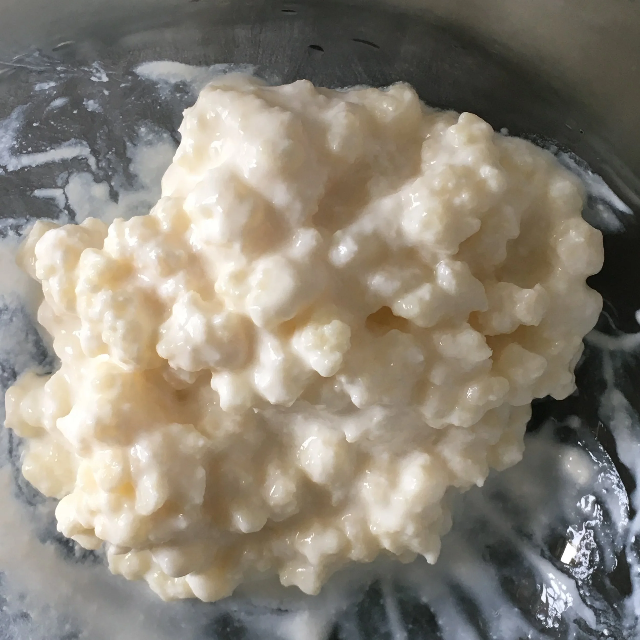 Many folk went home with a few kefir grains - Symbiotic Cultures of Bacteria and Yeasts, unique to every batch and potentially hundreds of years old.