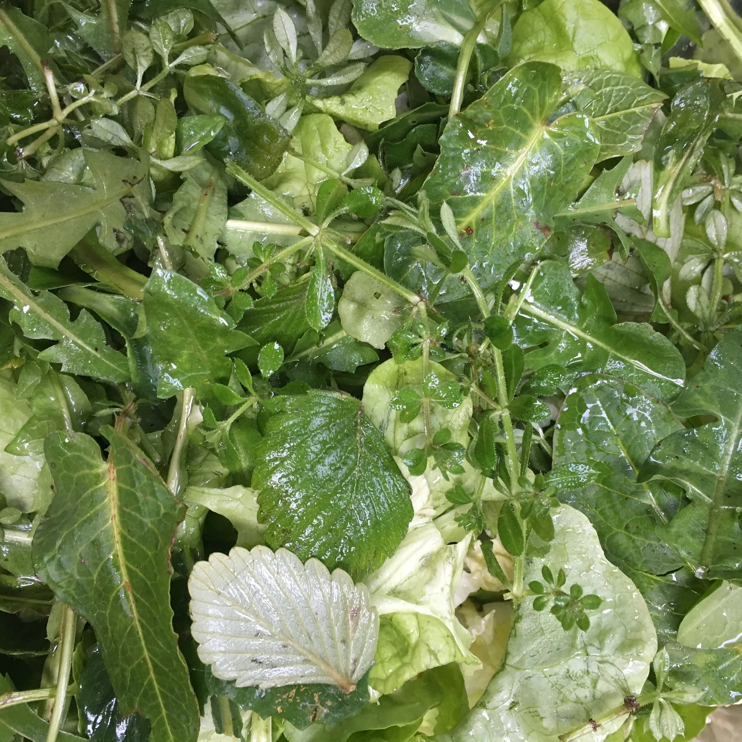 Wintery salad containing cleavers shoots, wild strawberry leaves and dandelion, amongst other things.
