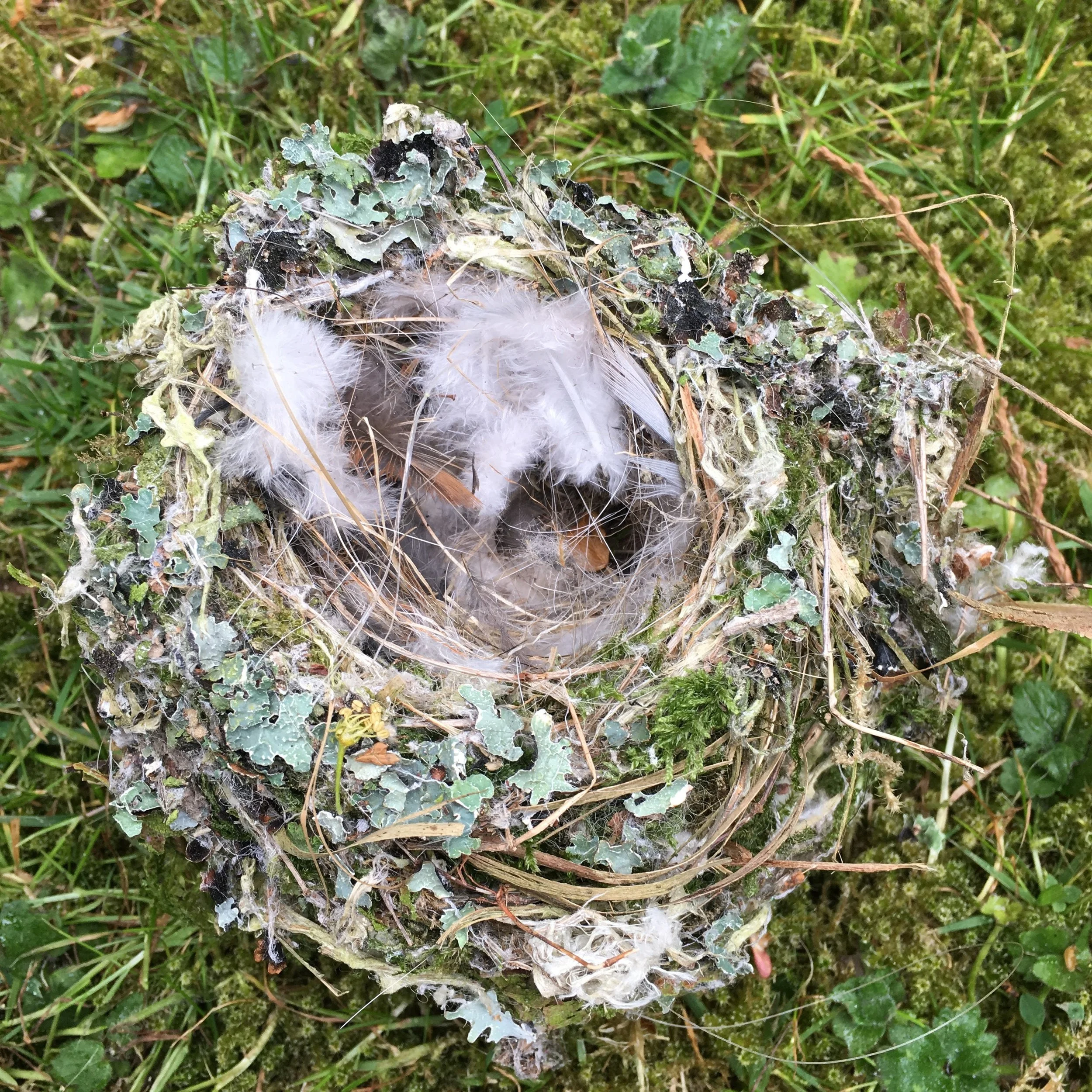 City to Country: WANTED - Nest for one