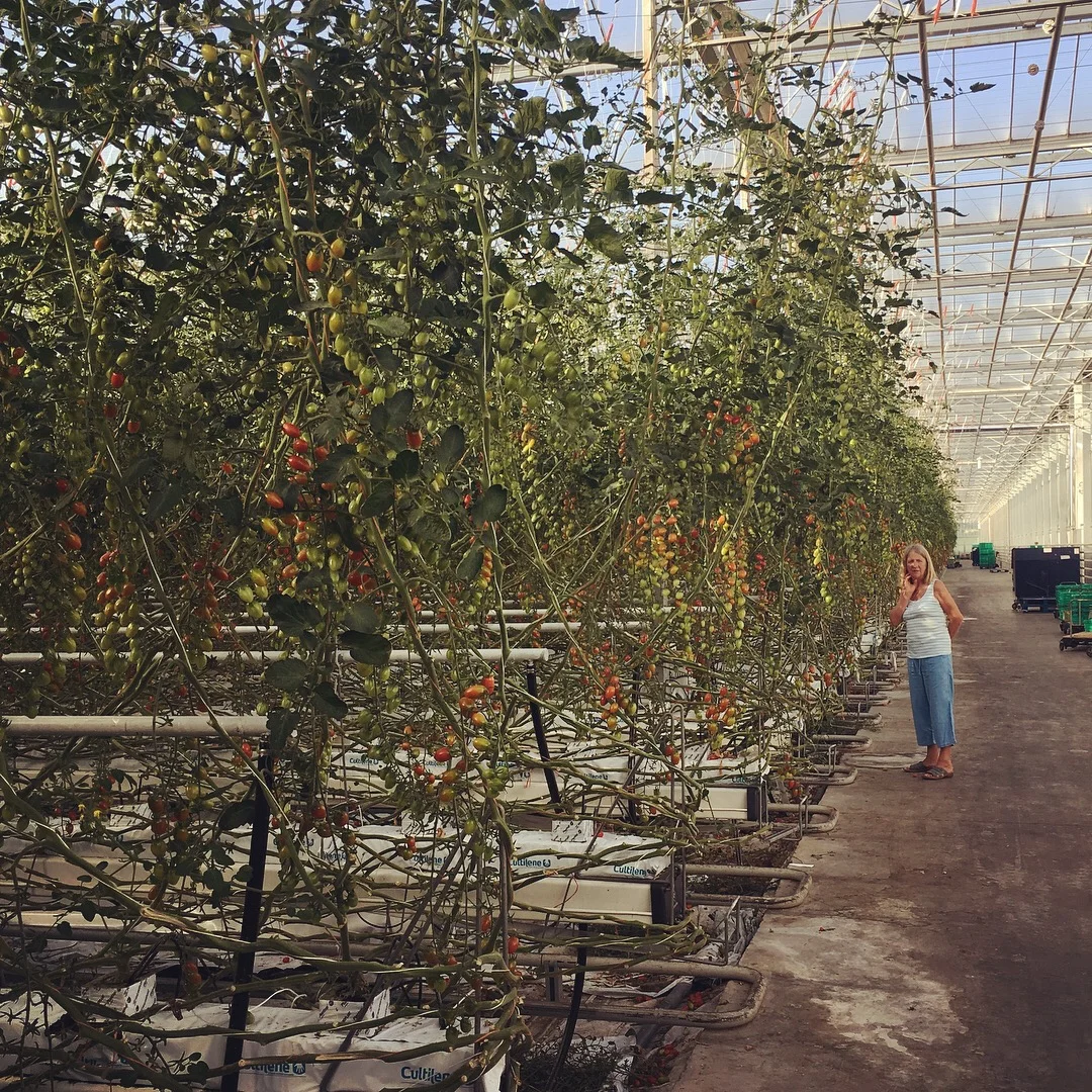 Mum, dwarfed by tomatoes.