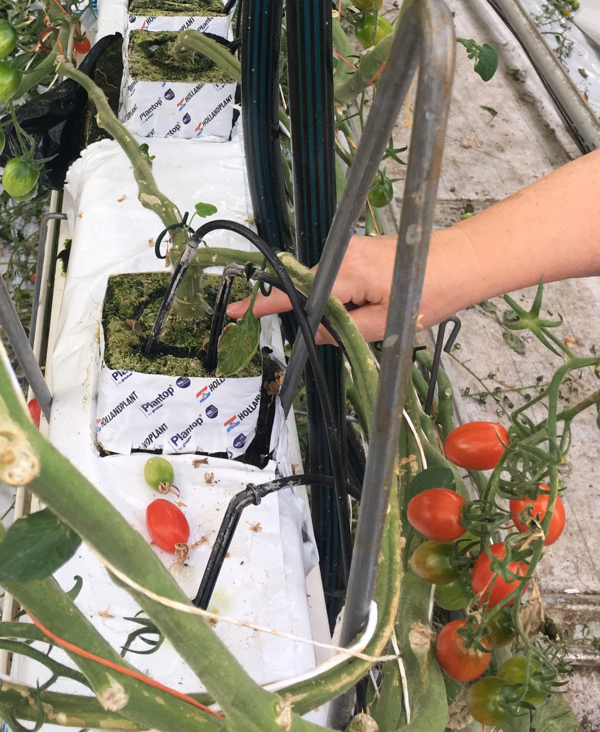 The roots of each colossal plant are contained in seemingly impossibly small cubes.