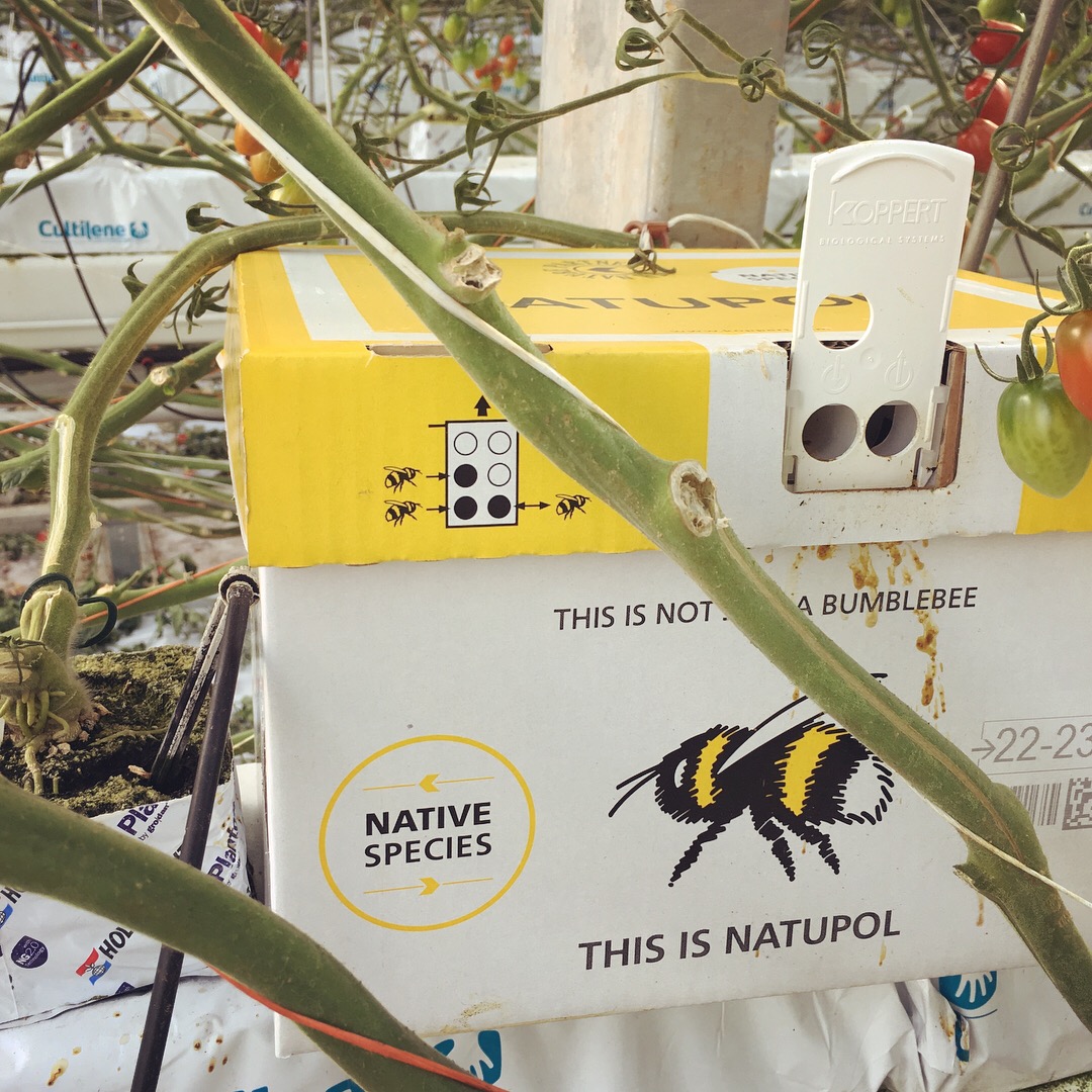 This is not a bumblebee: this is Natupol!