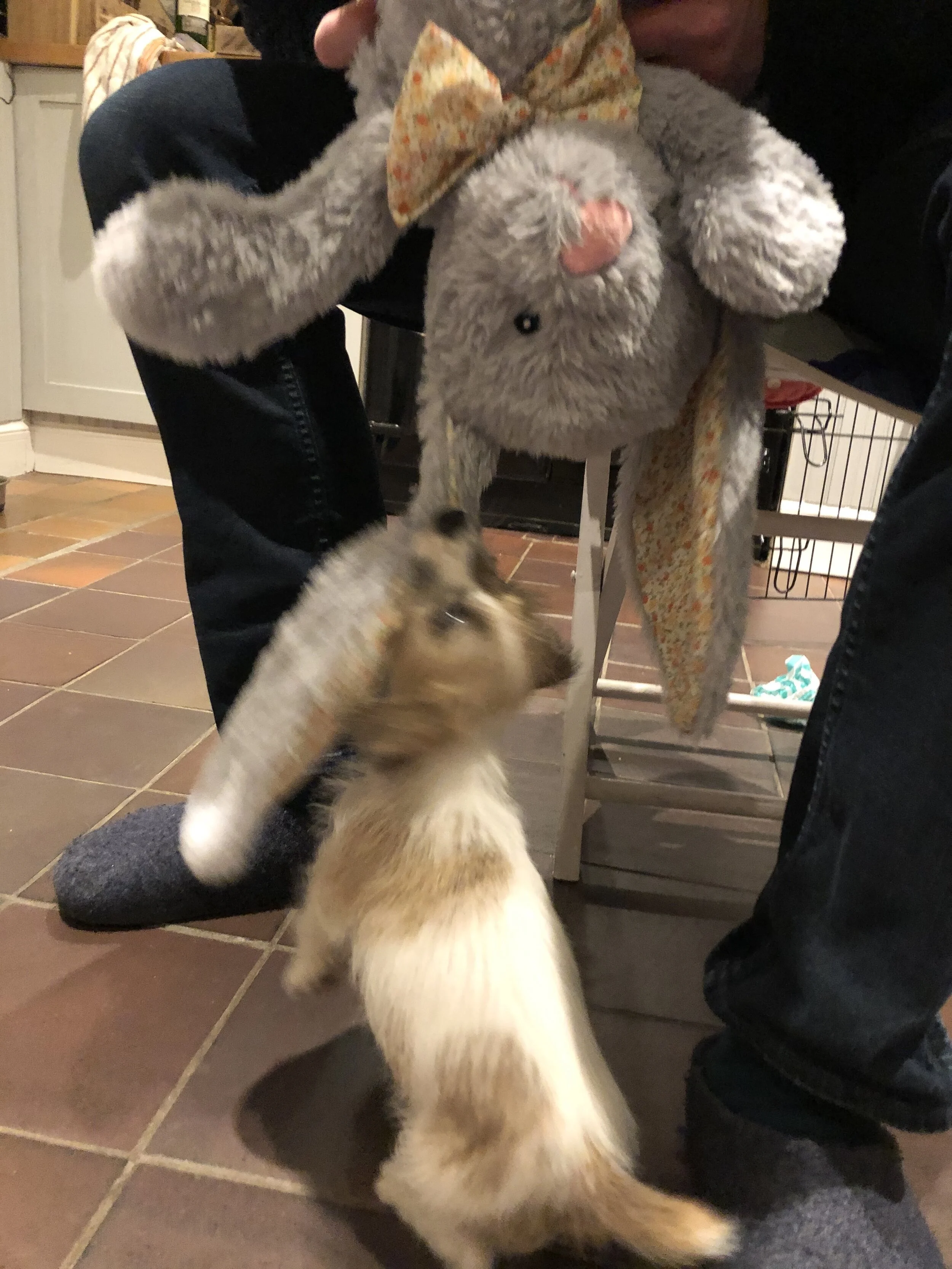 Training Humph to deal with the rabbits.