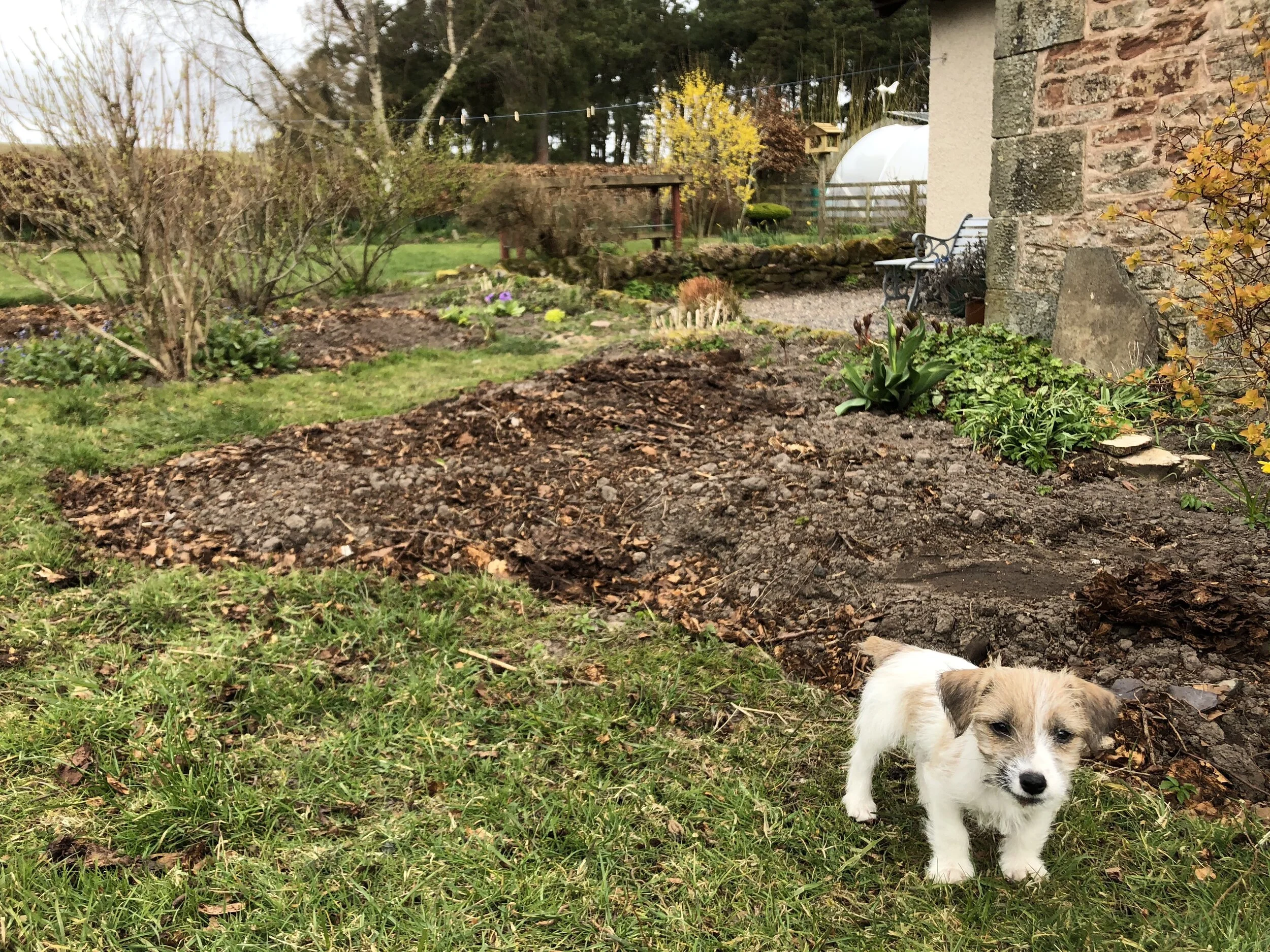Mulch, wind, damn rabbits, and hope (30 Mar. - 5 Apr.)