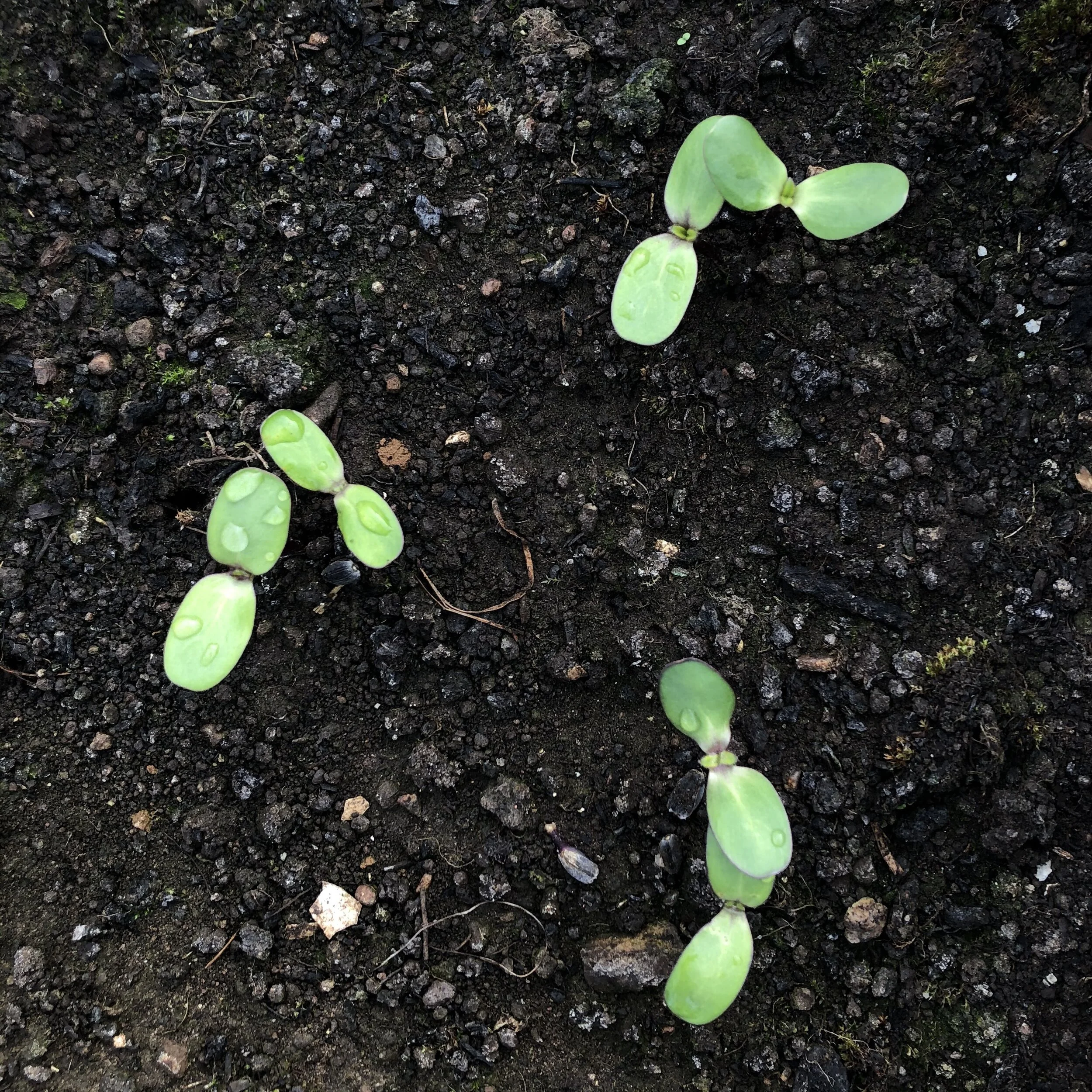 Covid 19, Prepping, Orchard and Mice (16-22 Mar.)