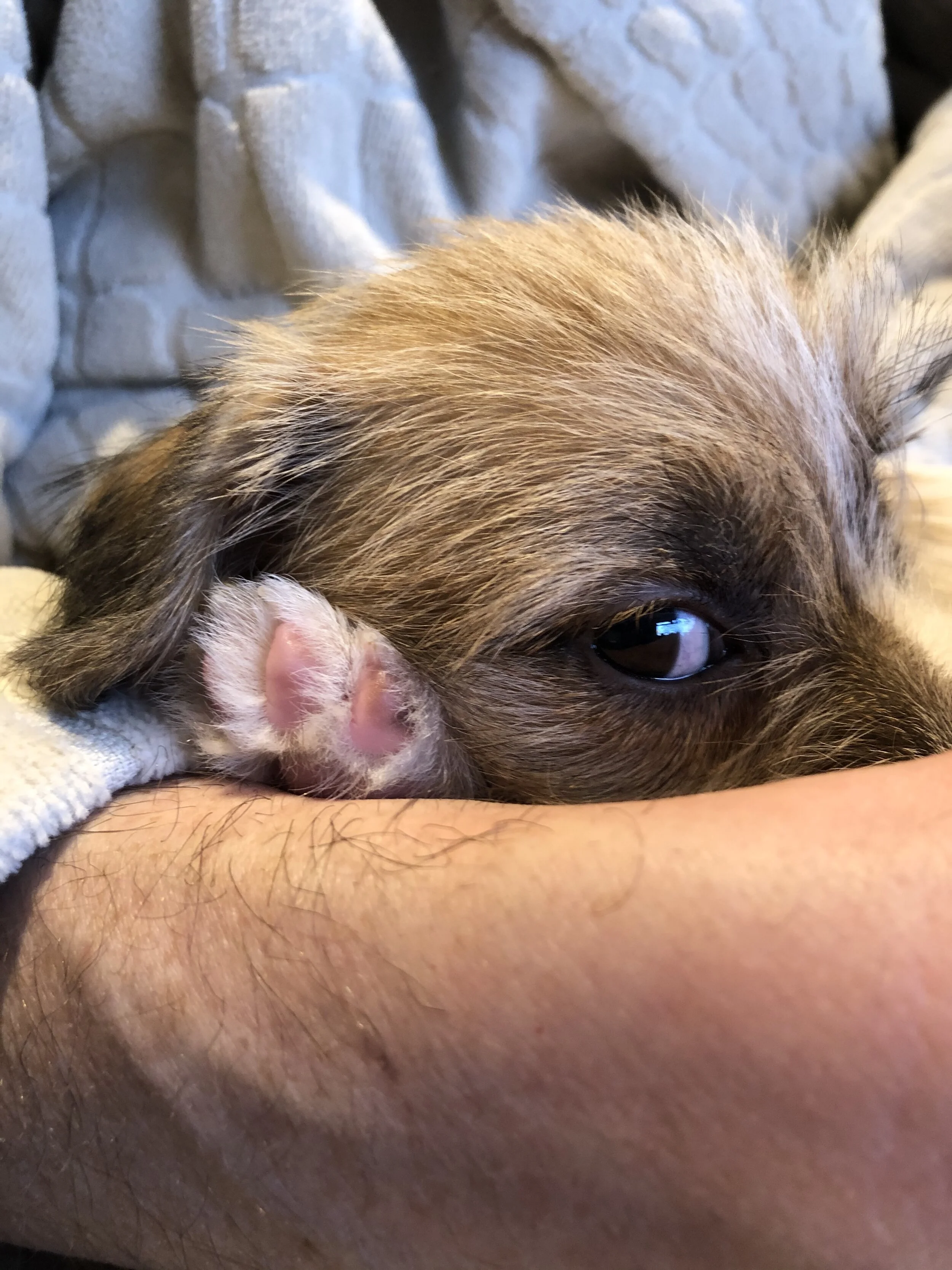 Sheer naughty: the arrival of Humphrey-Hound