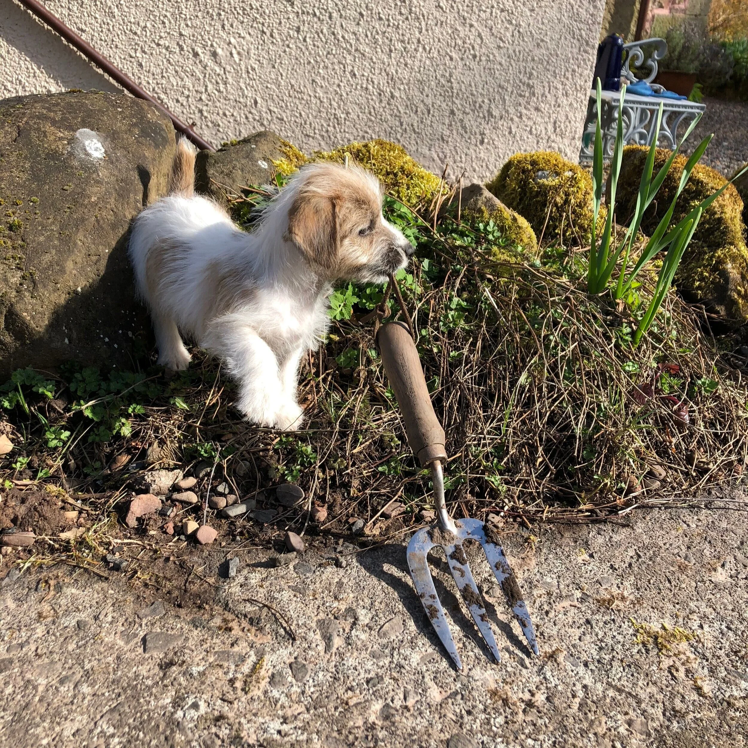 Humphrey helps in the garden