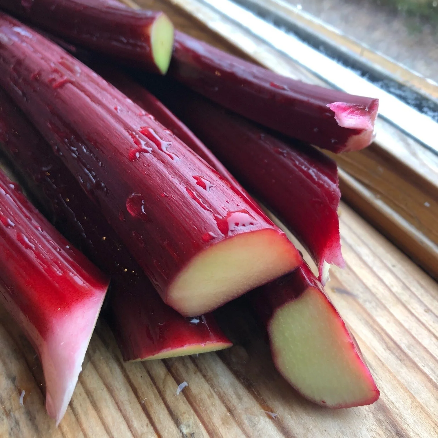 Stunning ‘wild’ rhubarb