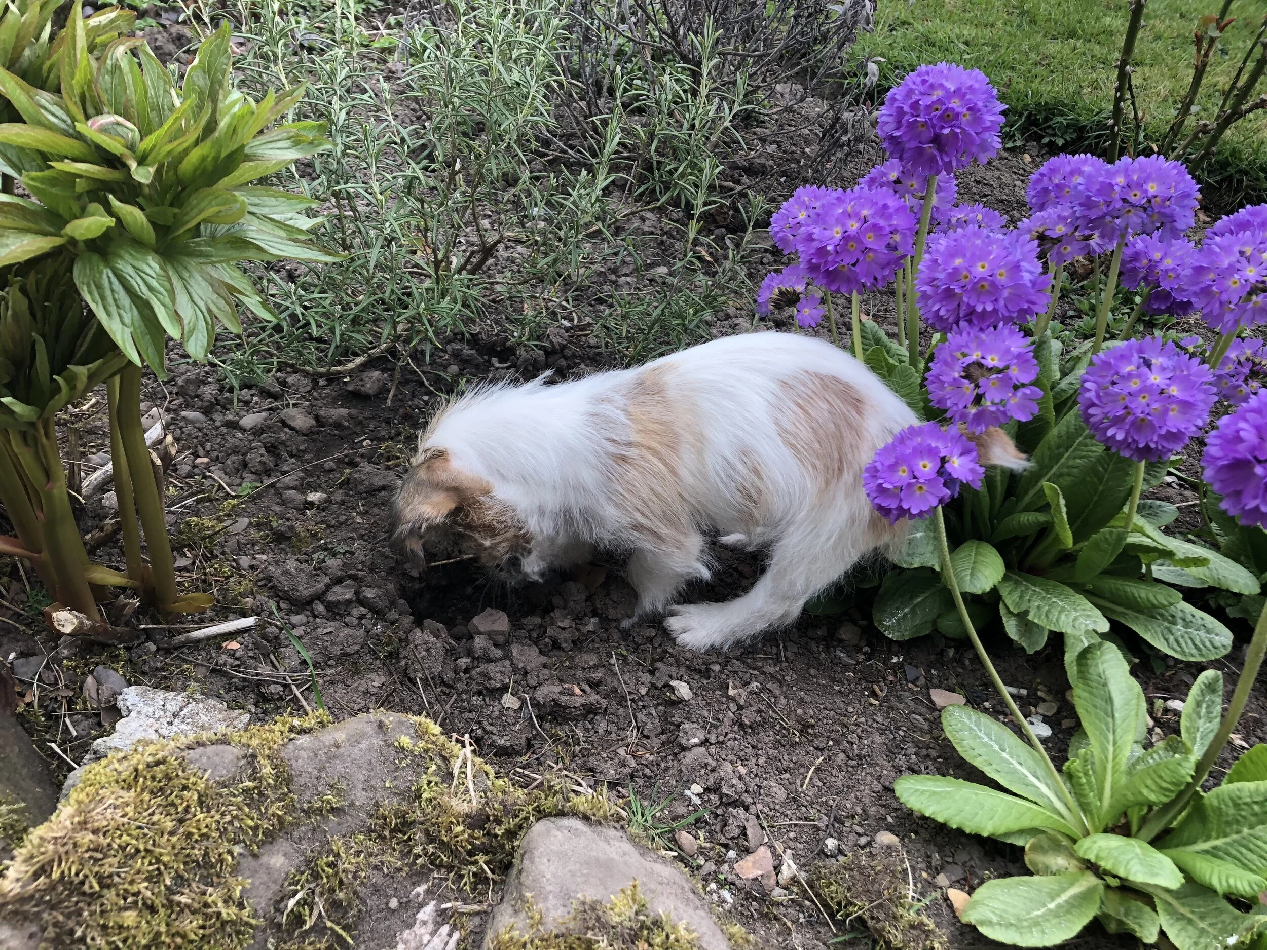 Humph hunts his first mouse.