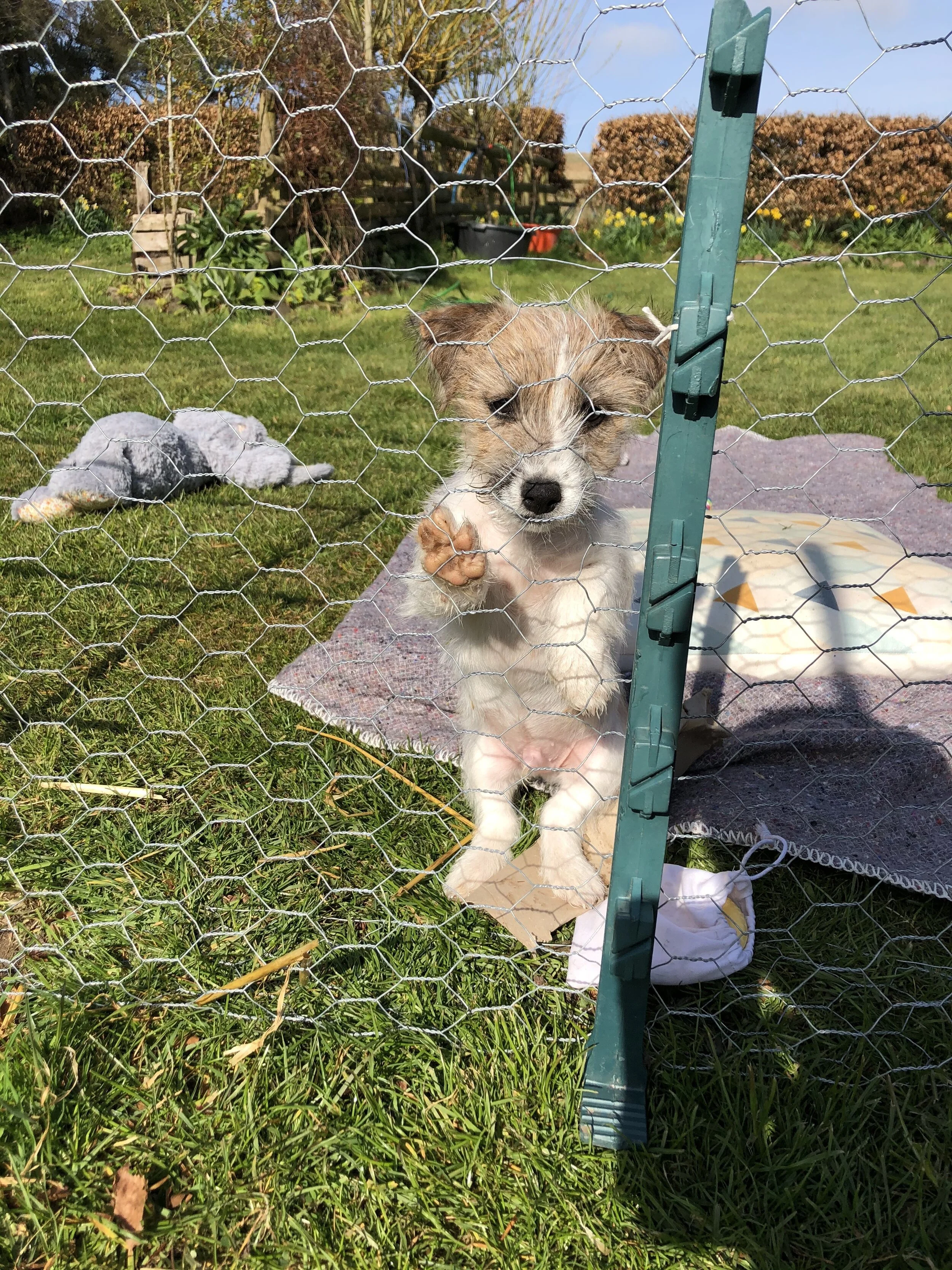 Humph is as disappointed in this new fence as we are.