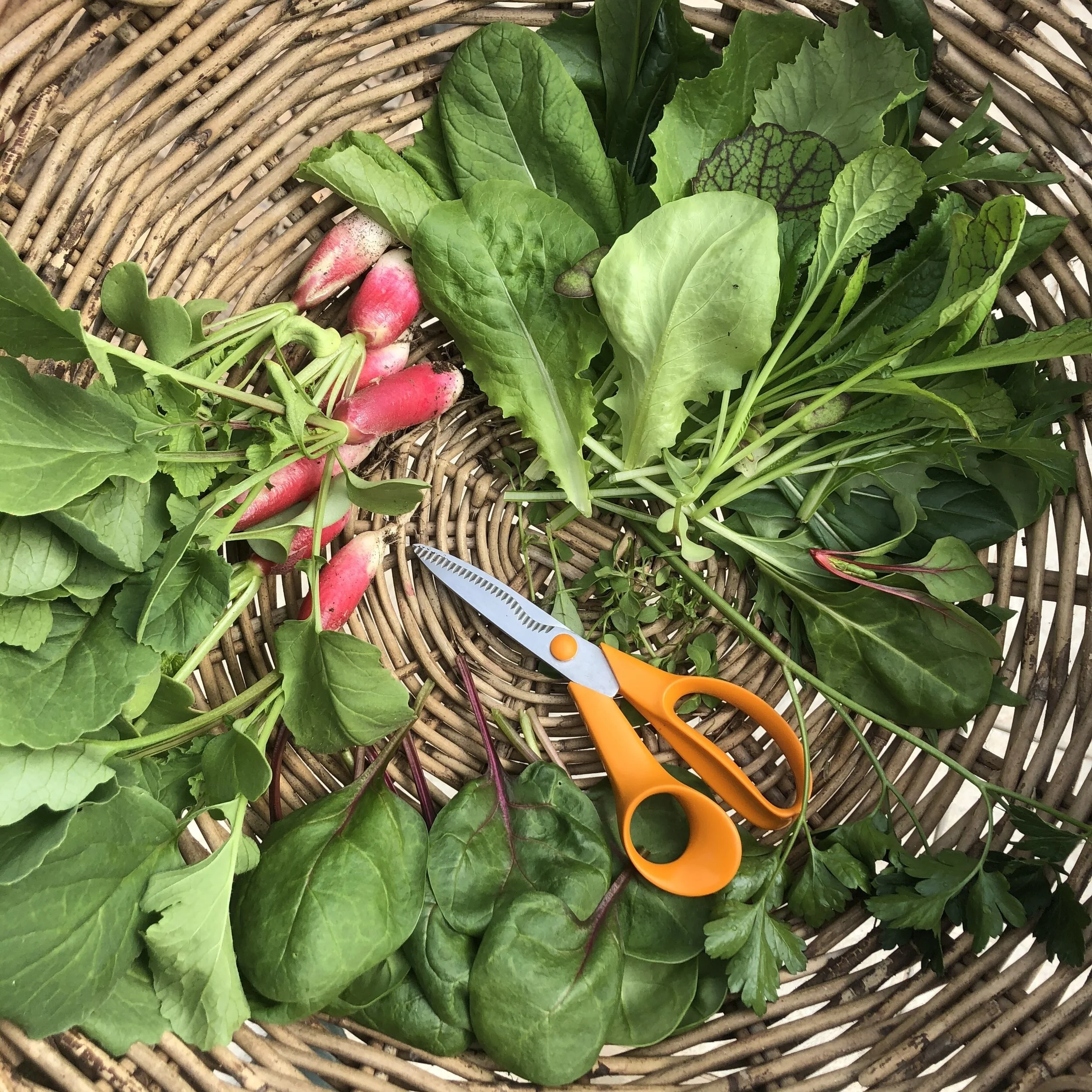 Nothing nicer than freshly picked salad.