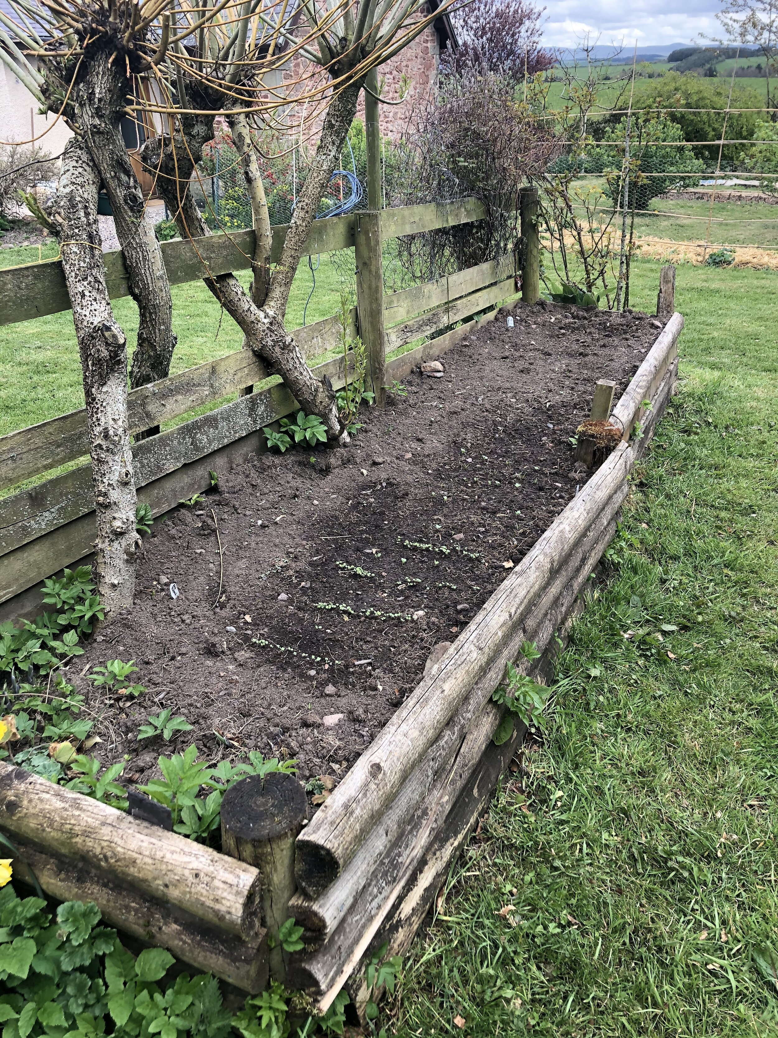 A horrible, semi-rotten raised bed, inexplicably shared by several willow trees and a lot of ground elder. Nevertheless, my seeds seem to be sprouting in there, and we shall see what happens.