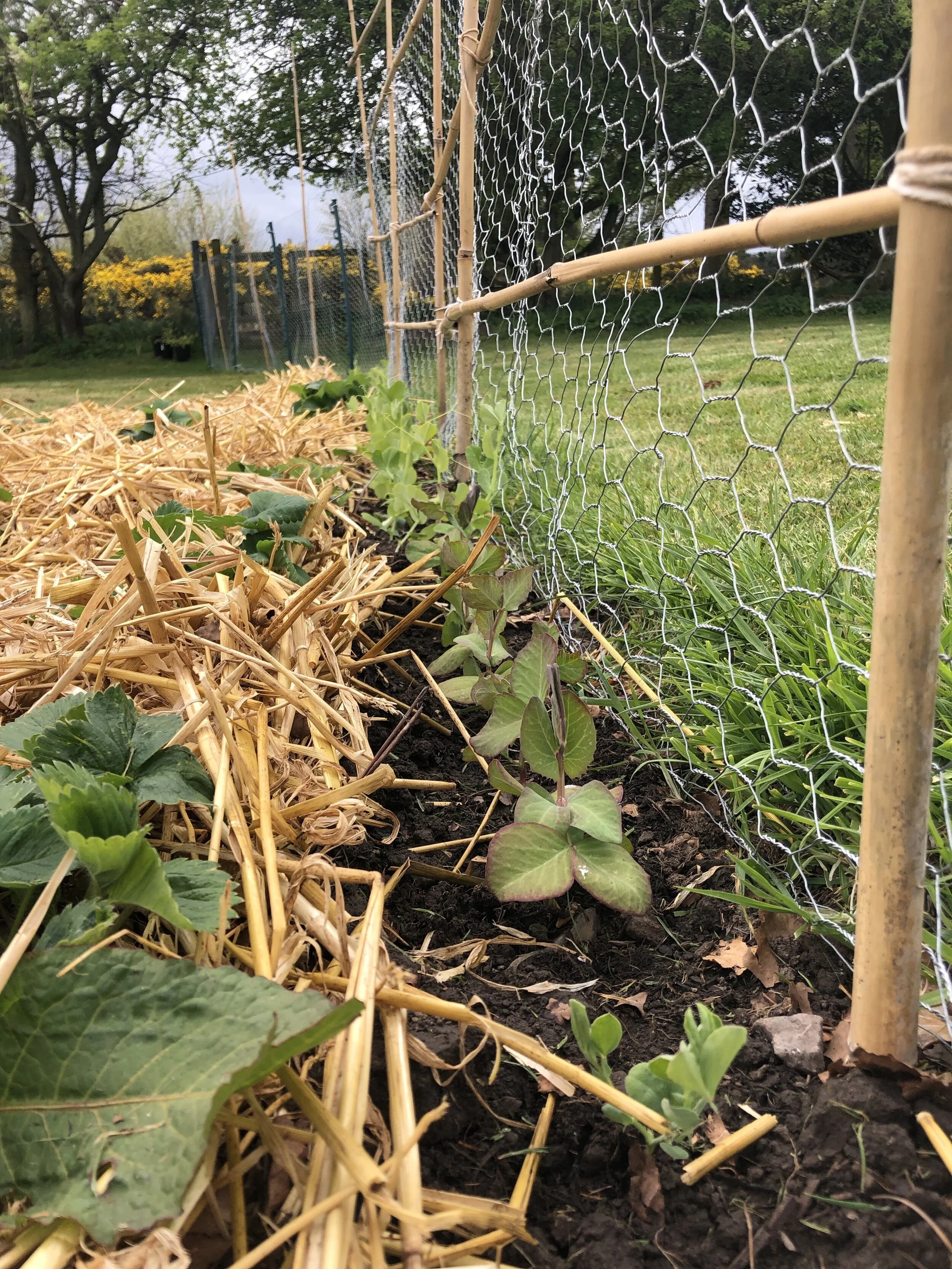 Peas planted at the back of the strawberry bed, against the newly installed anti-Humph fence.