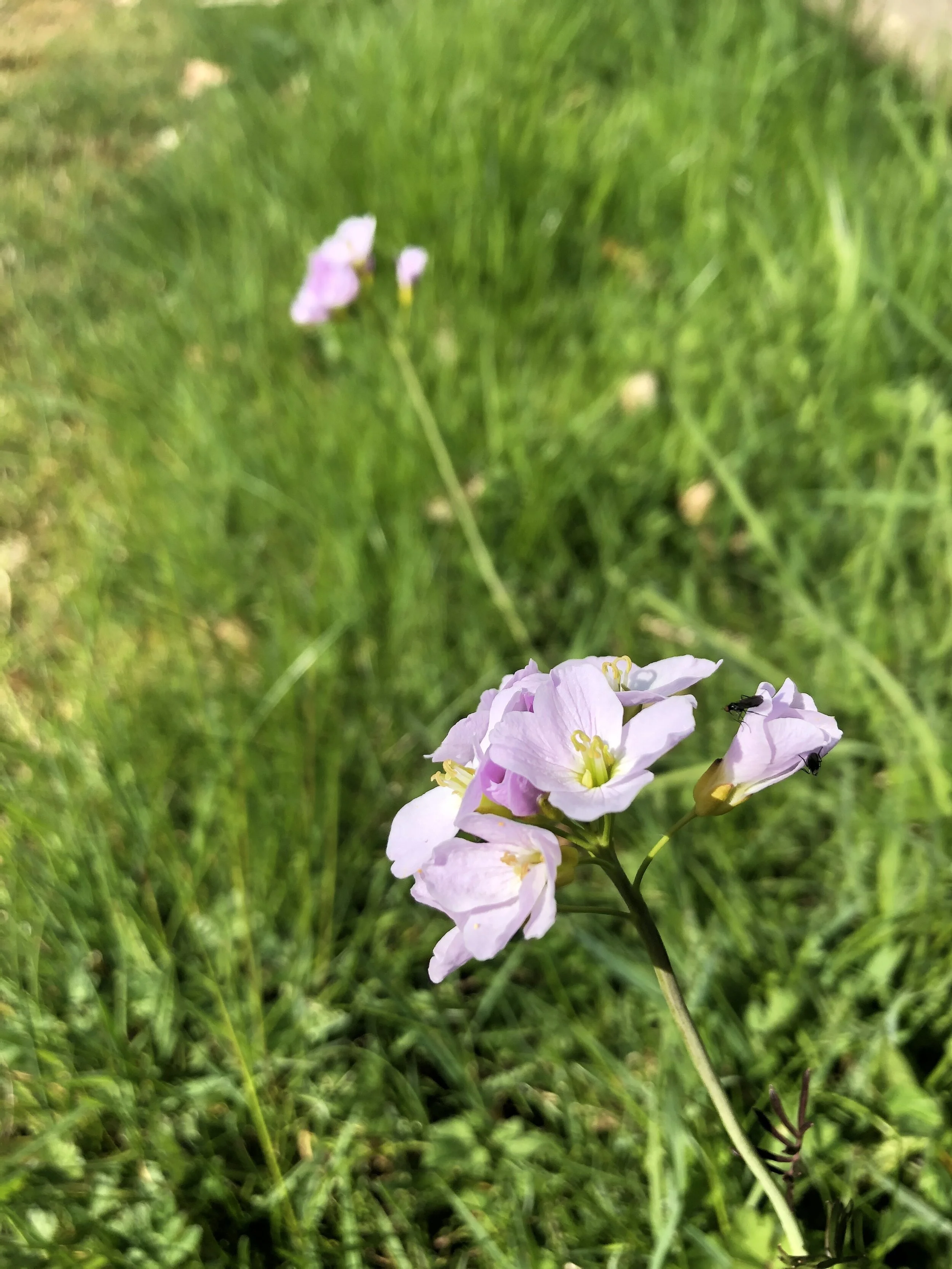 Lady’s smock at the edge of the paddock
