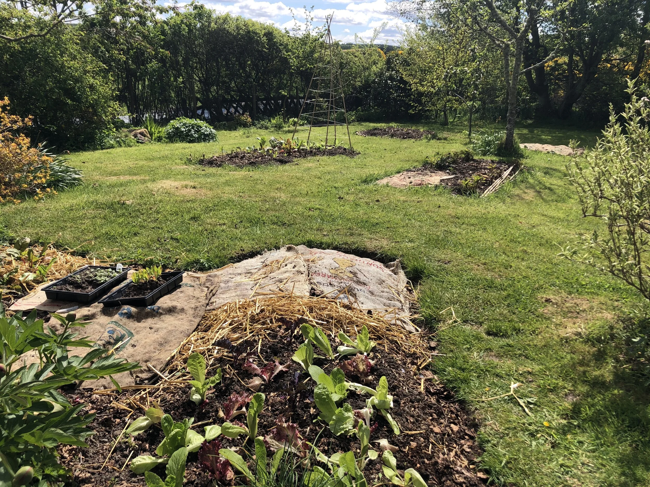 Covering up the dry soil as much as possible in the veg garden