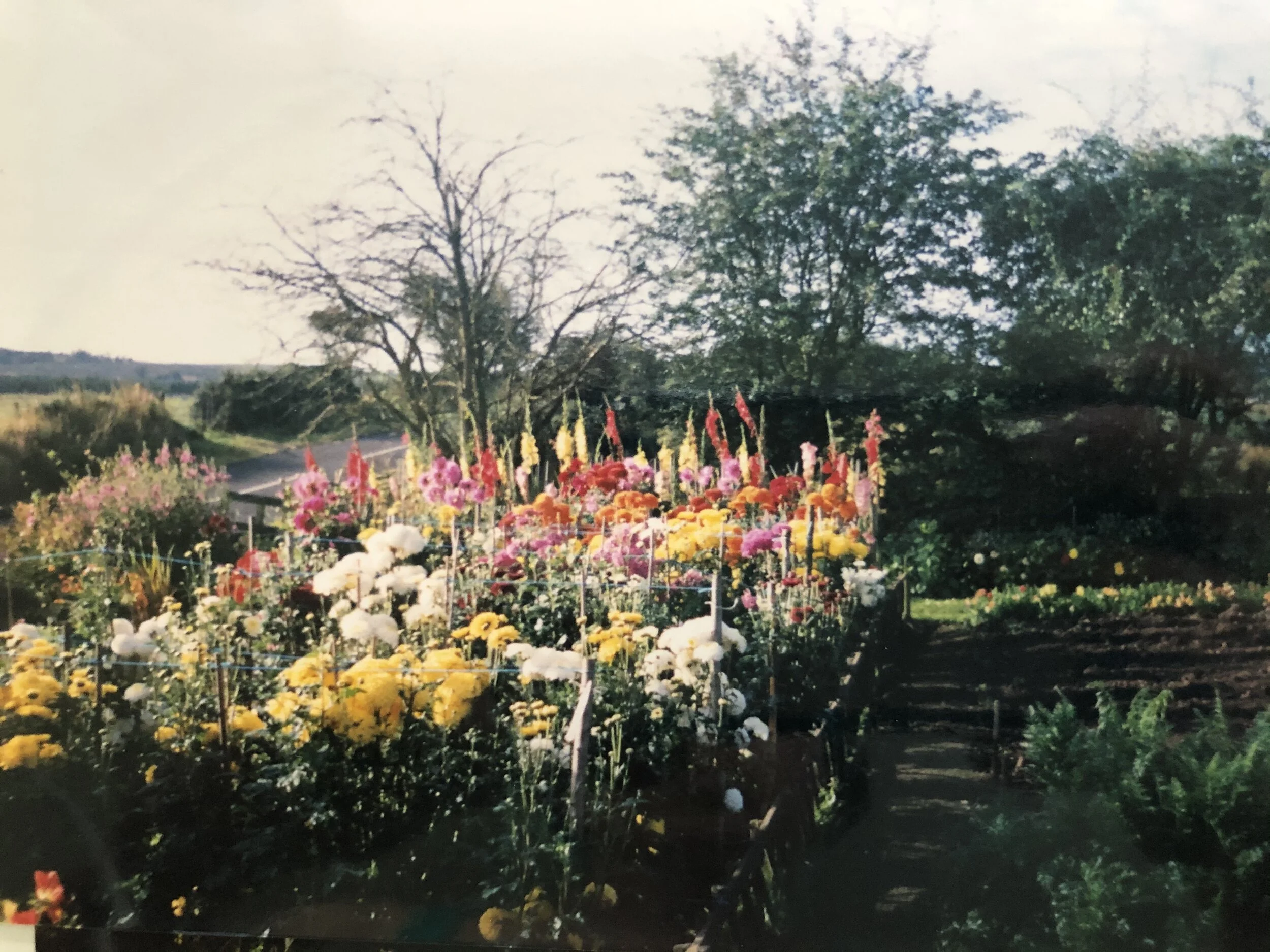 Back in the ‘90s - look at those blooms when there aren’t even leaves on the tree!!!!