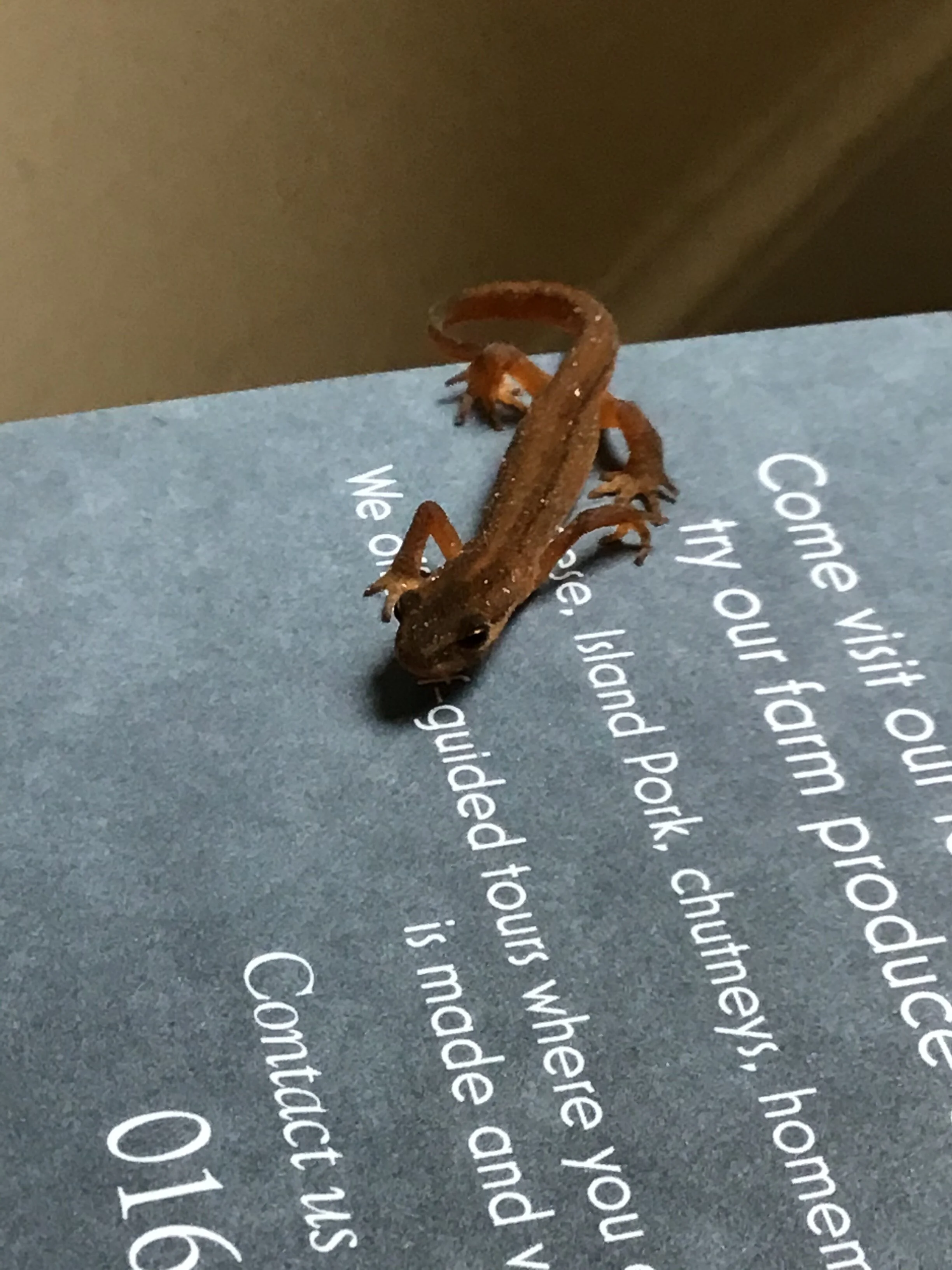 Local Food post-Covid and BLM in the Borders (1st - 7th June)