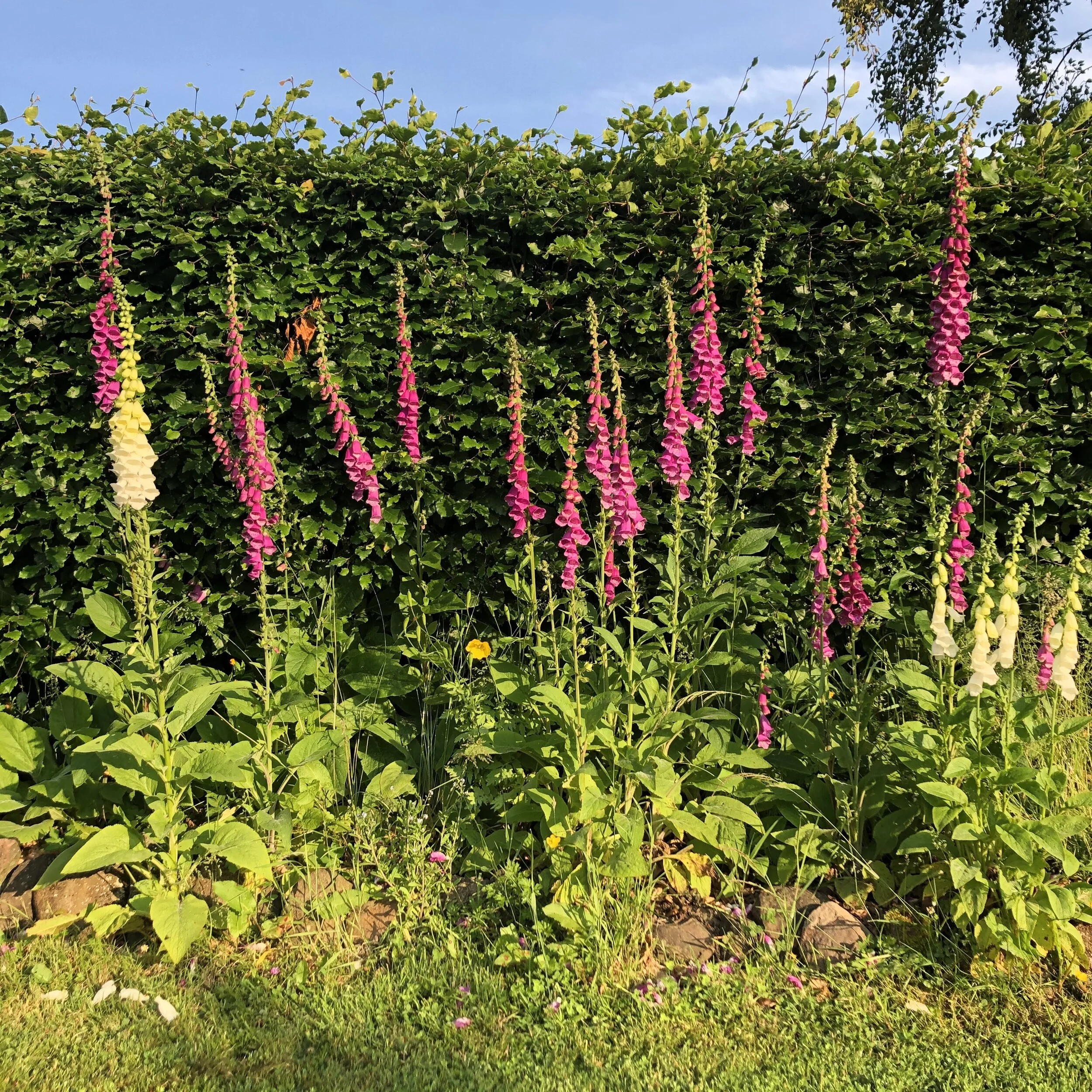 Weeds? or wonderful?