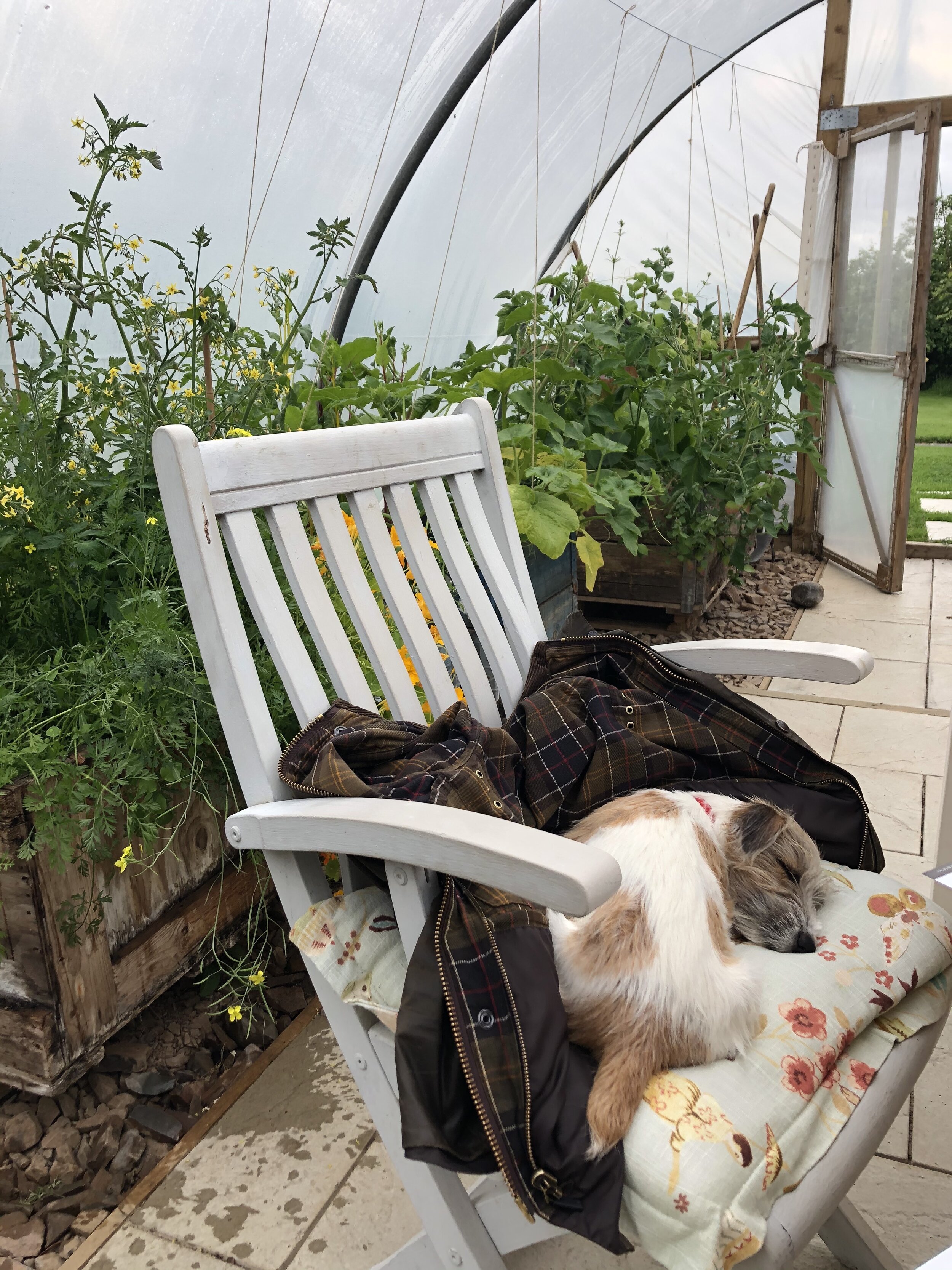 Humph sleeps amidst the tomato jungle