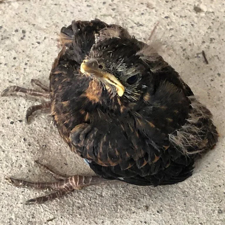 One hella grumpy bird.