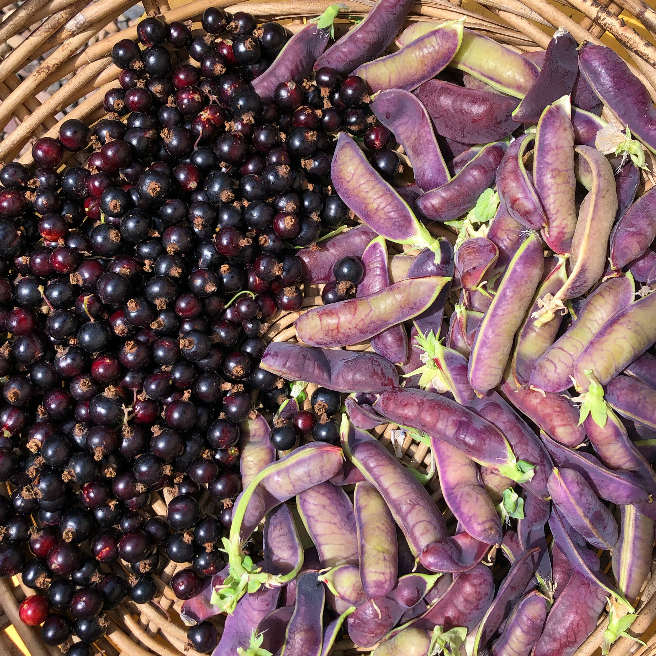 Blackcurrants and purple mangetout