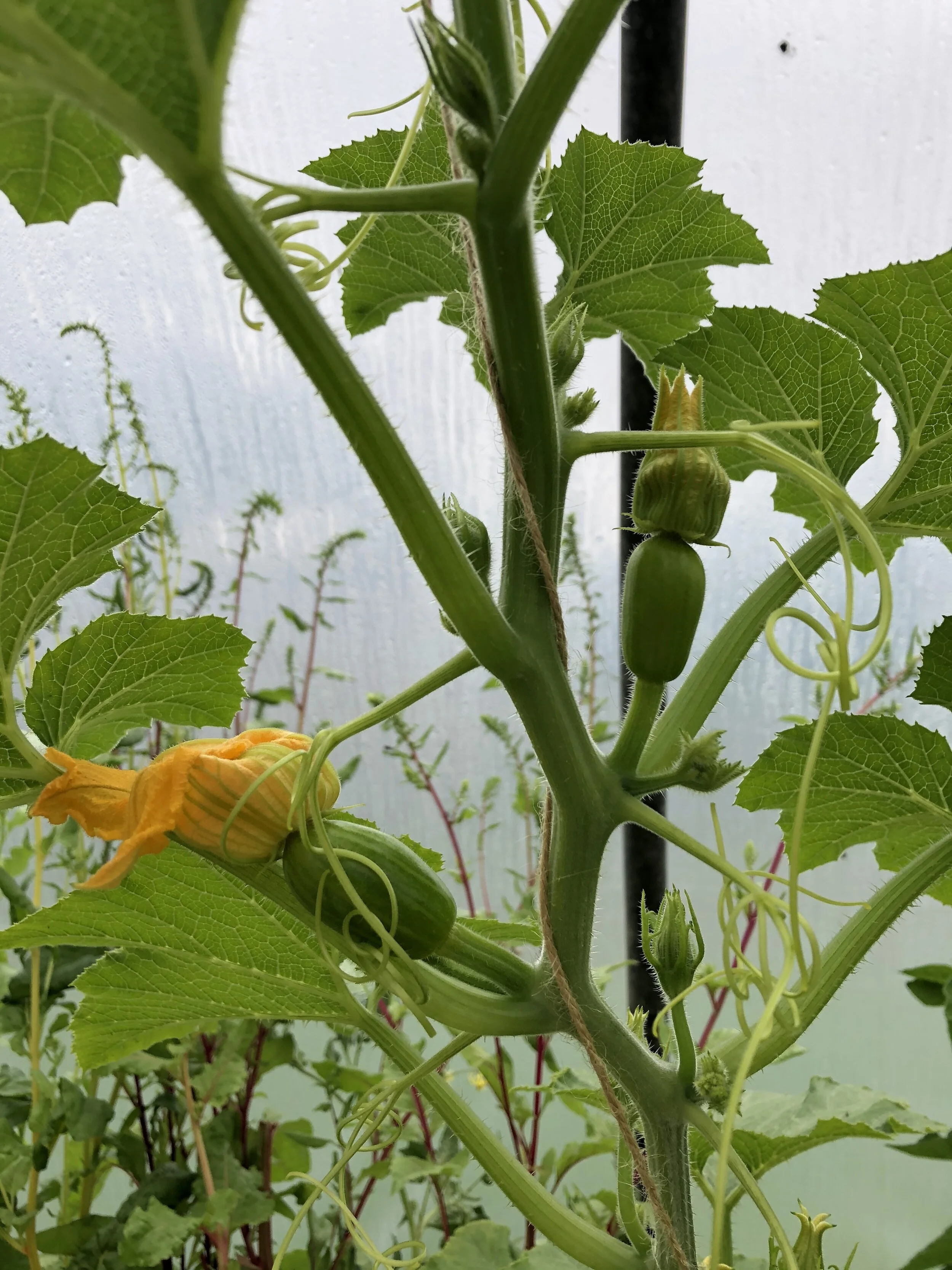 Experimentation in climbing squash plants.
