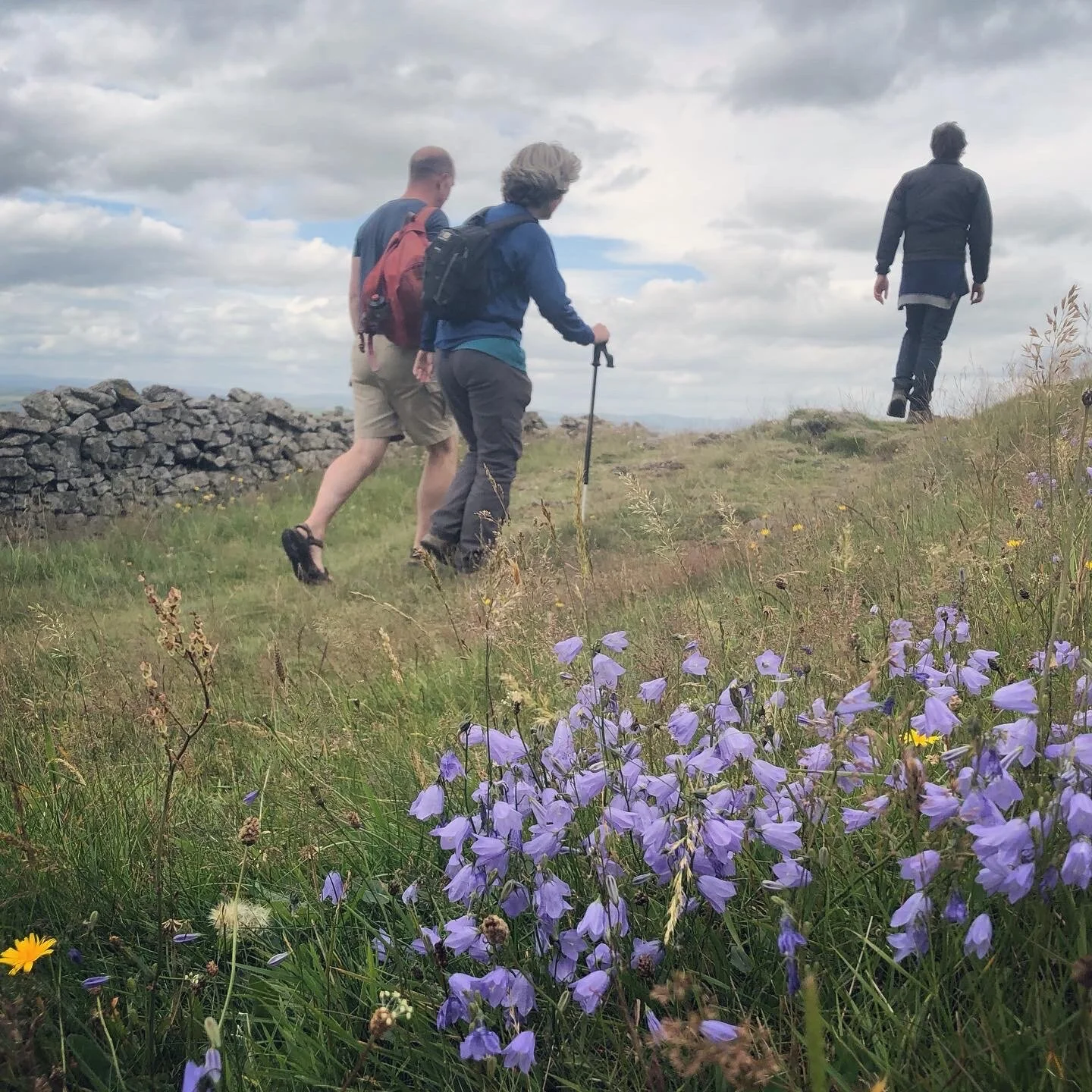 Walking up Ruberslaw: Harebells have been prolific this year!