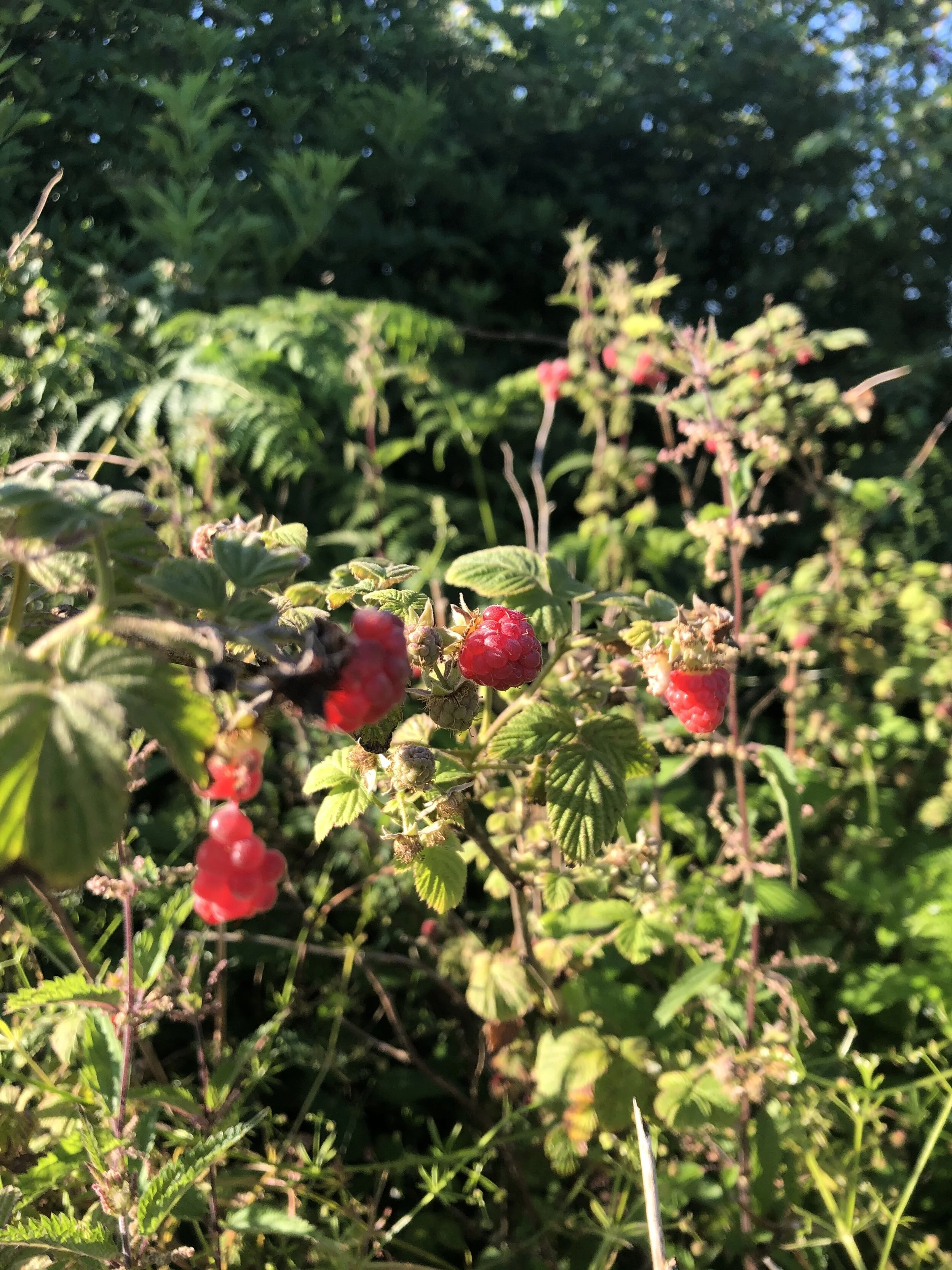 Wild rasps