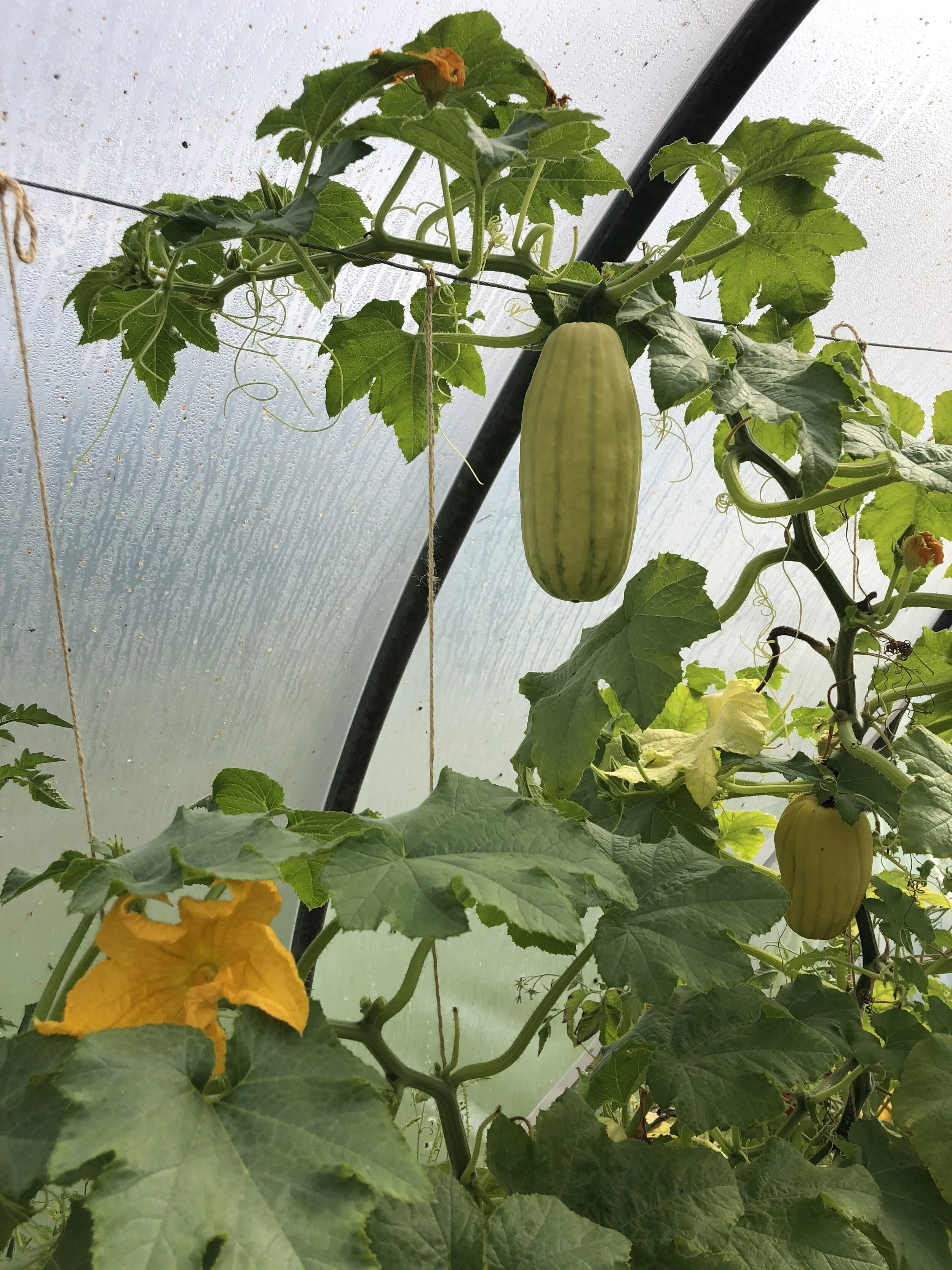 There is also a rather impressive delicata squash in the tunnel.
