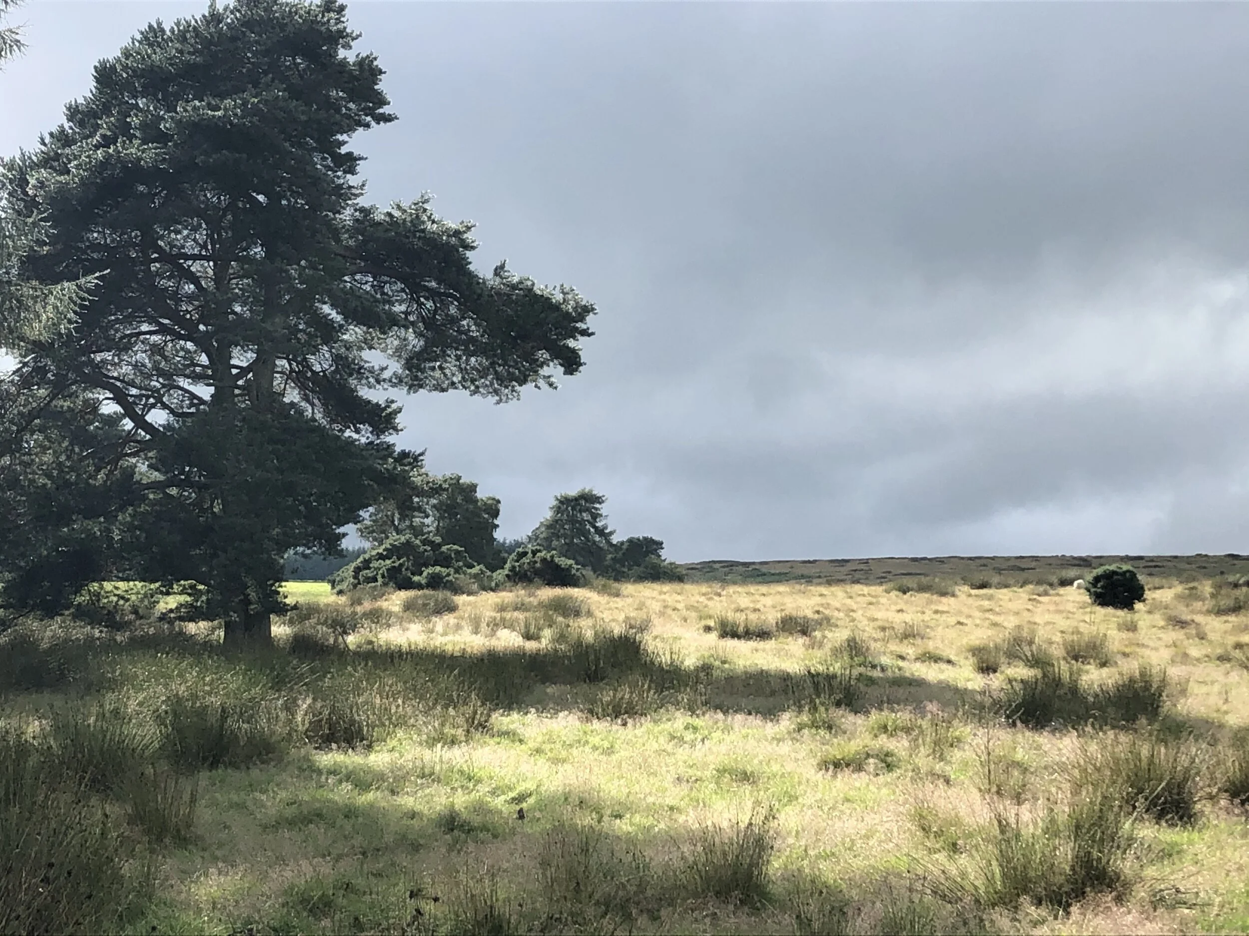 Autumn light makes everything look good, except Lockdown Locks (17-23rd August)