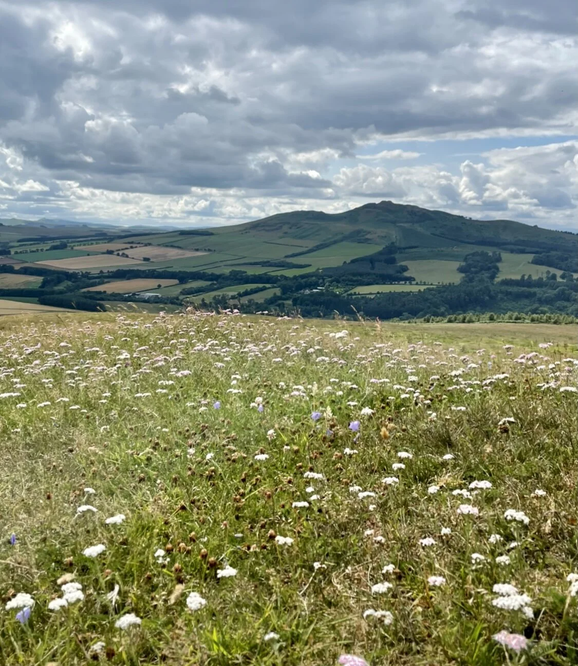 Up on the moor behind our house, stormy skies and yarrow, harebells and bedstraw in front of Ruberslaw