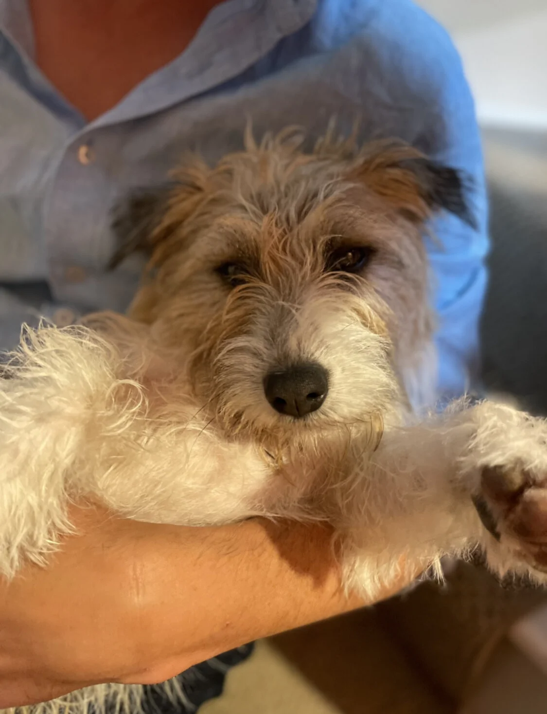 A hound in need of purpose