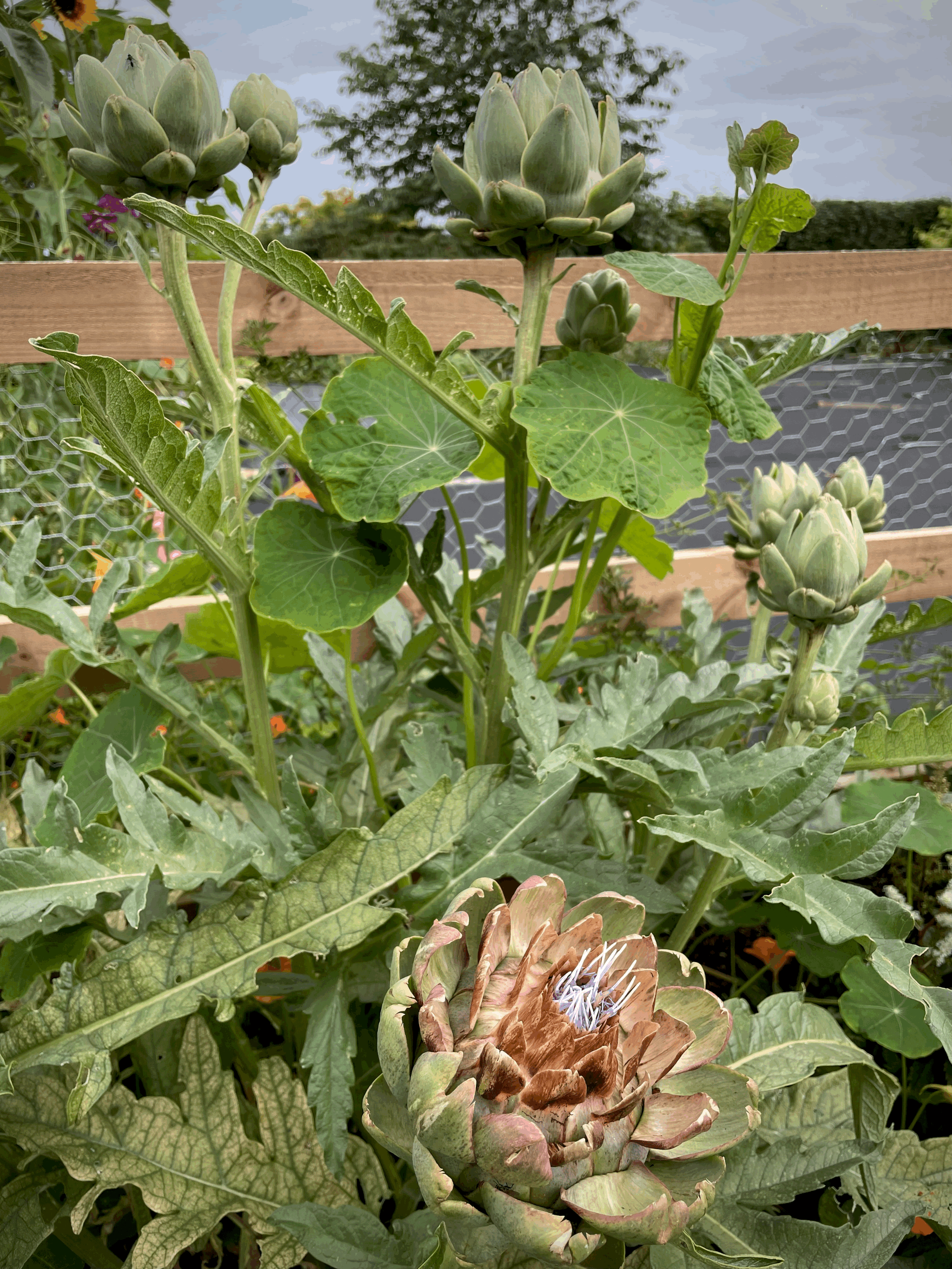 Artichokes I didn’t harvest bring otherworldly beauty to the garden and will be loved by pollinators