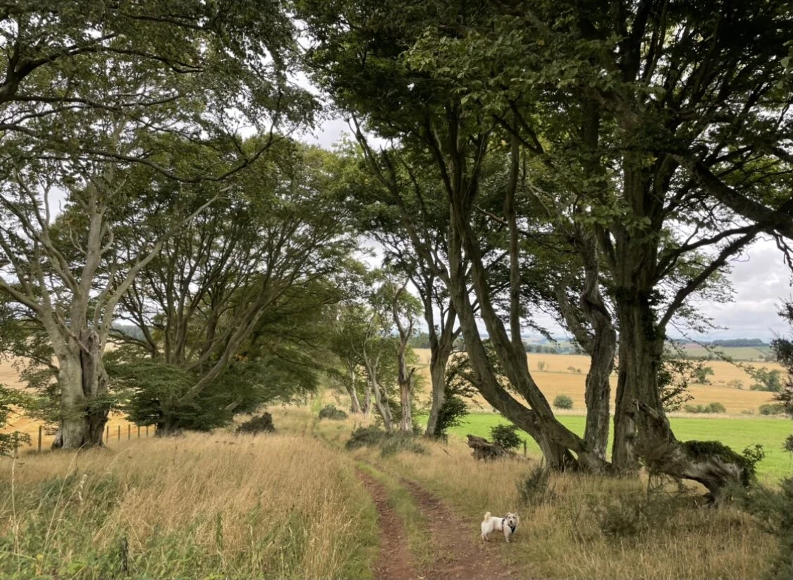 Dere Street looking North West