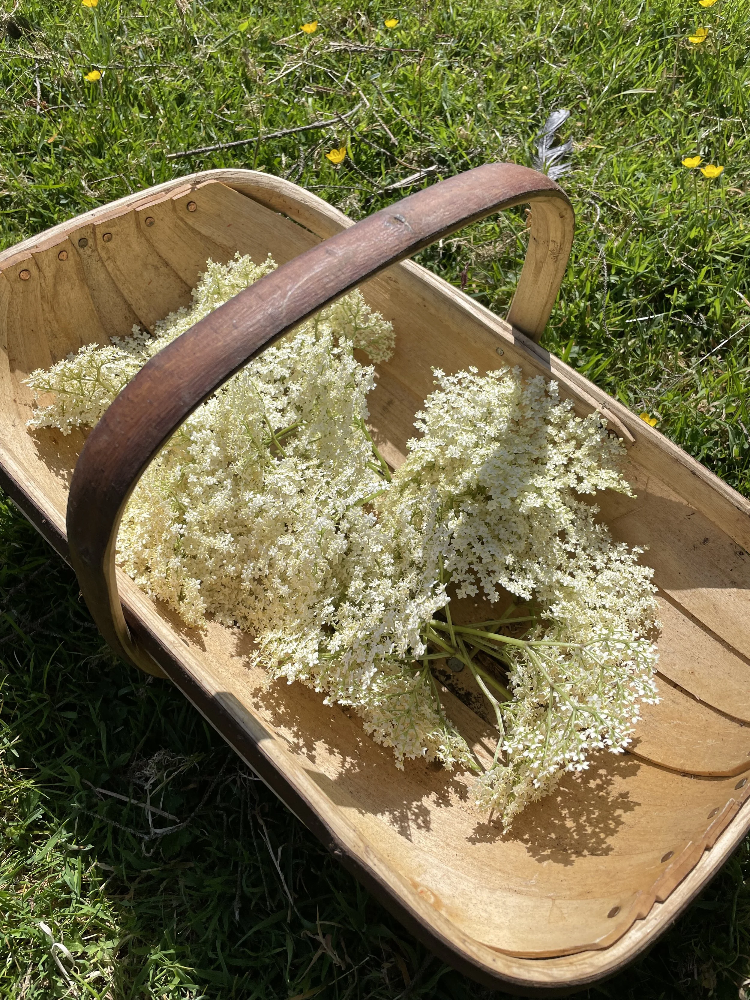 Respect your elders - Wild Harvest Walk, late June, 2022