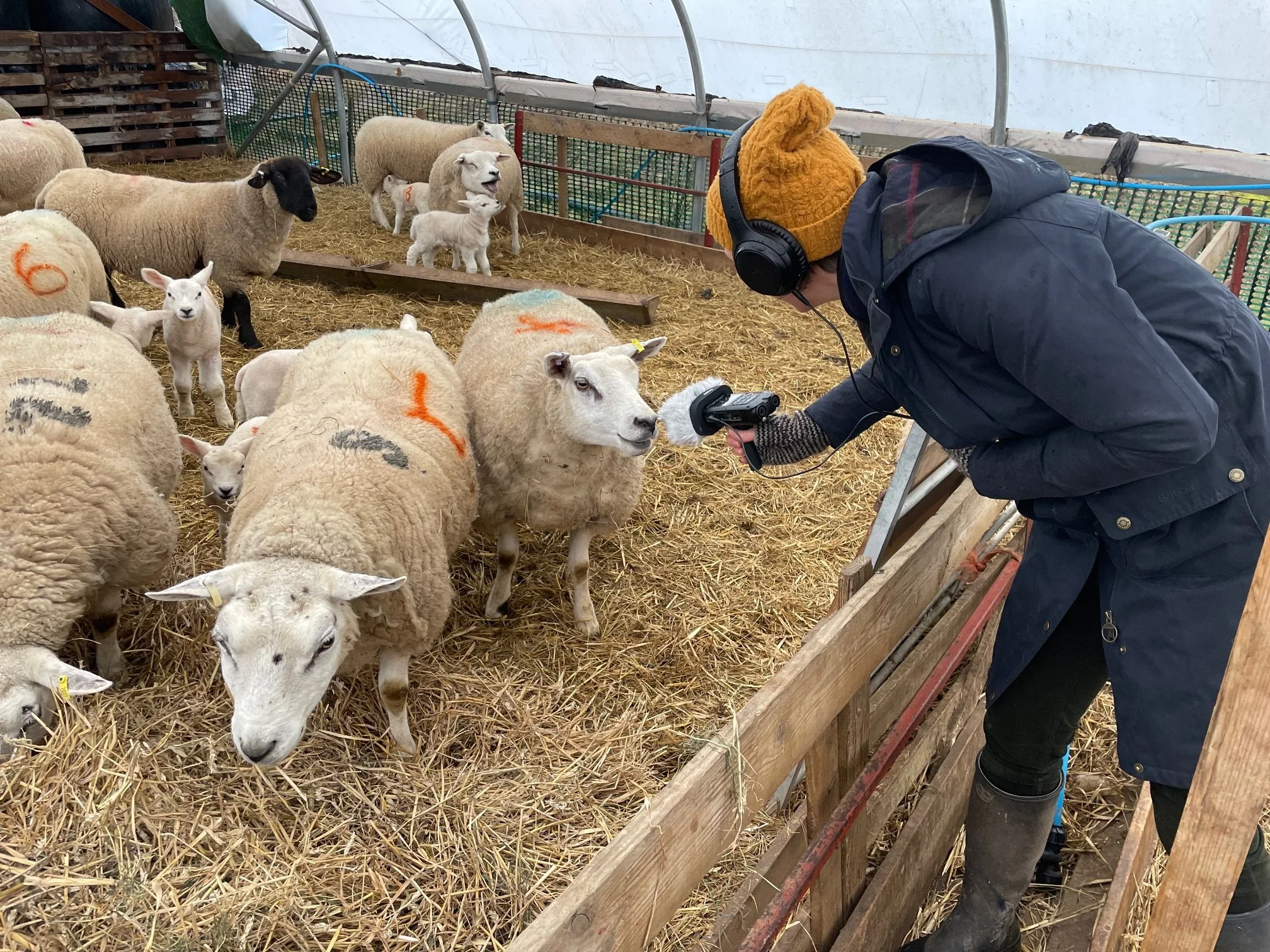 making a podcast about food and farming