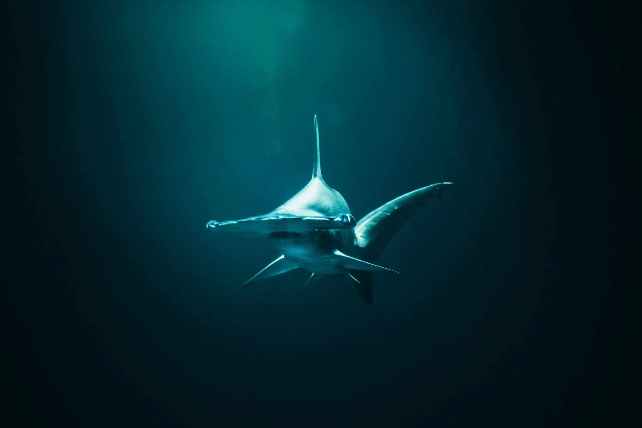 Shark Weak
