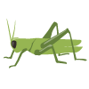 grasshopper.png