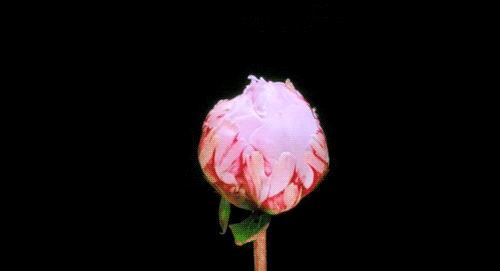 1595121412blooming-pink-peony-animated-gif.gif