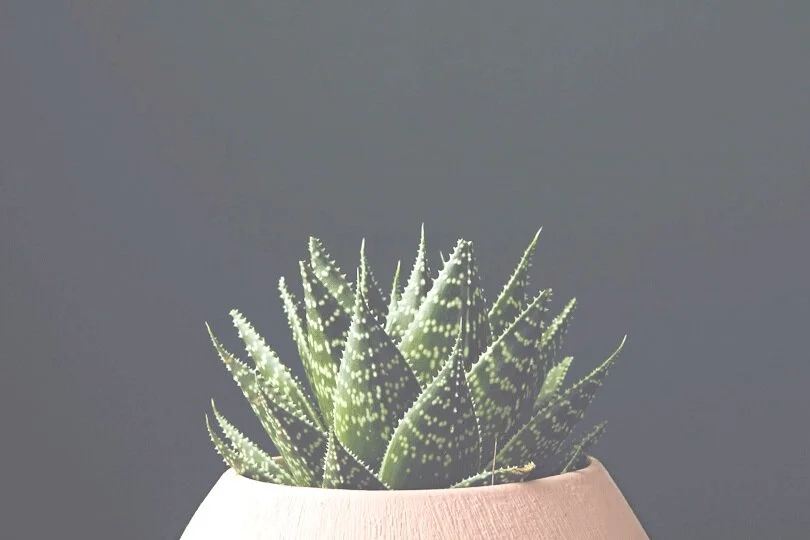 Plant_04_3x2_v02.jpg