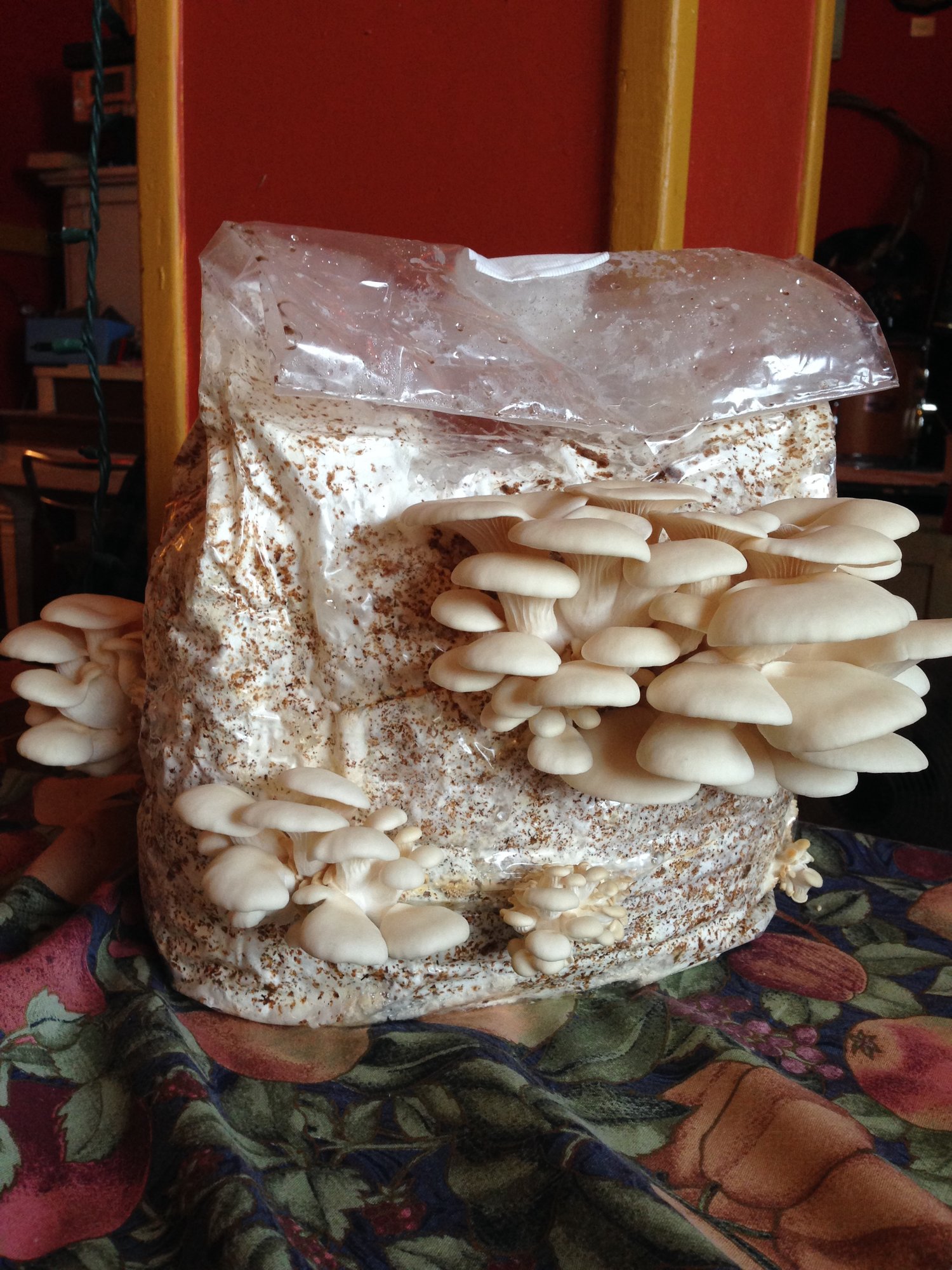 Image of a mushroom grow kit